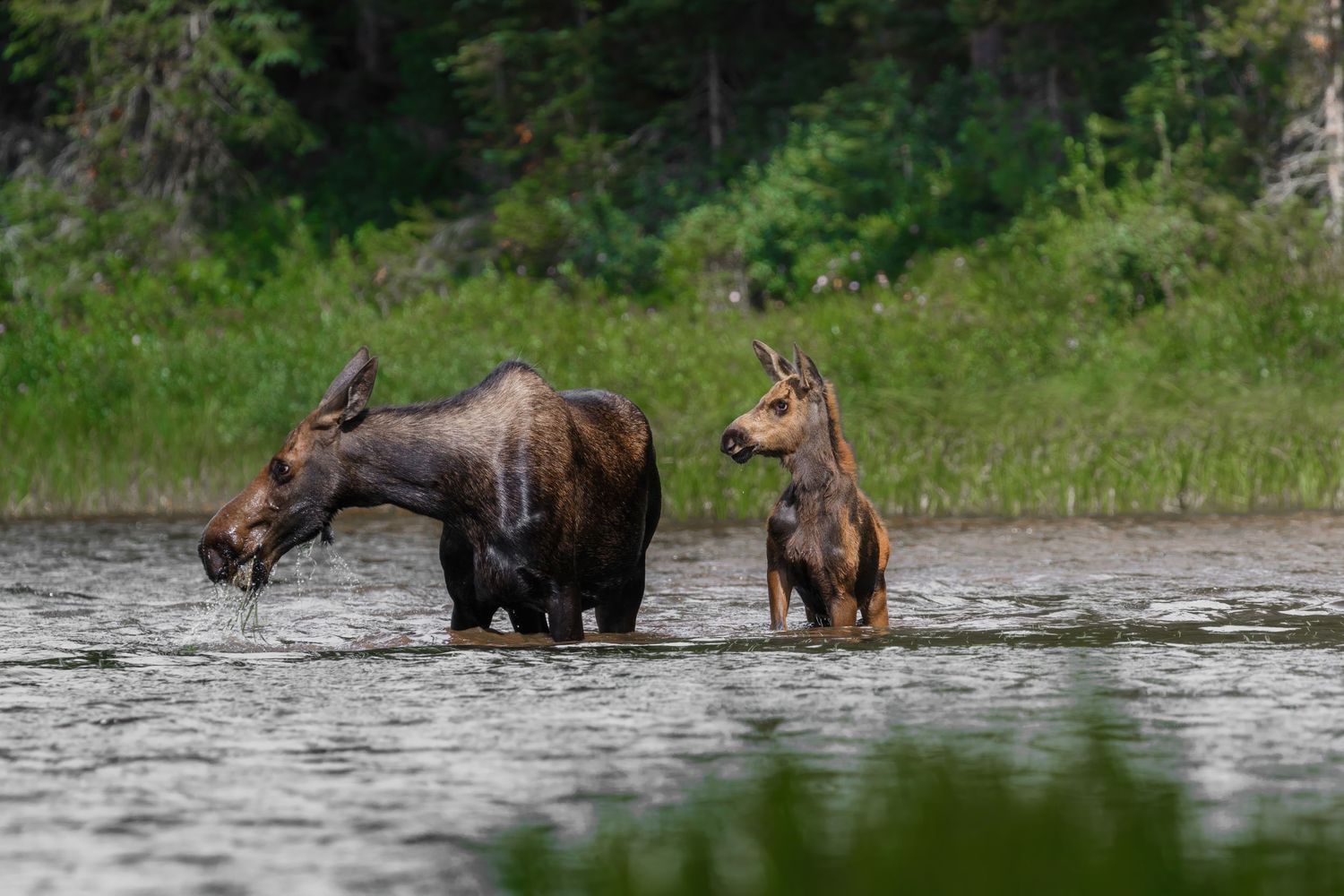 Mother moose and baby walking through water near wooded shoreline.