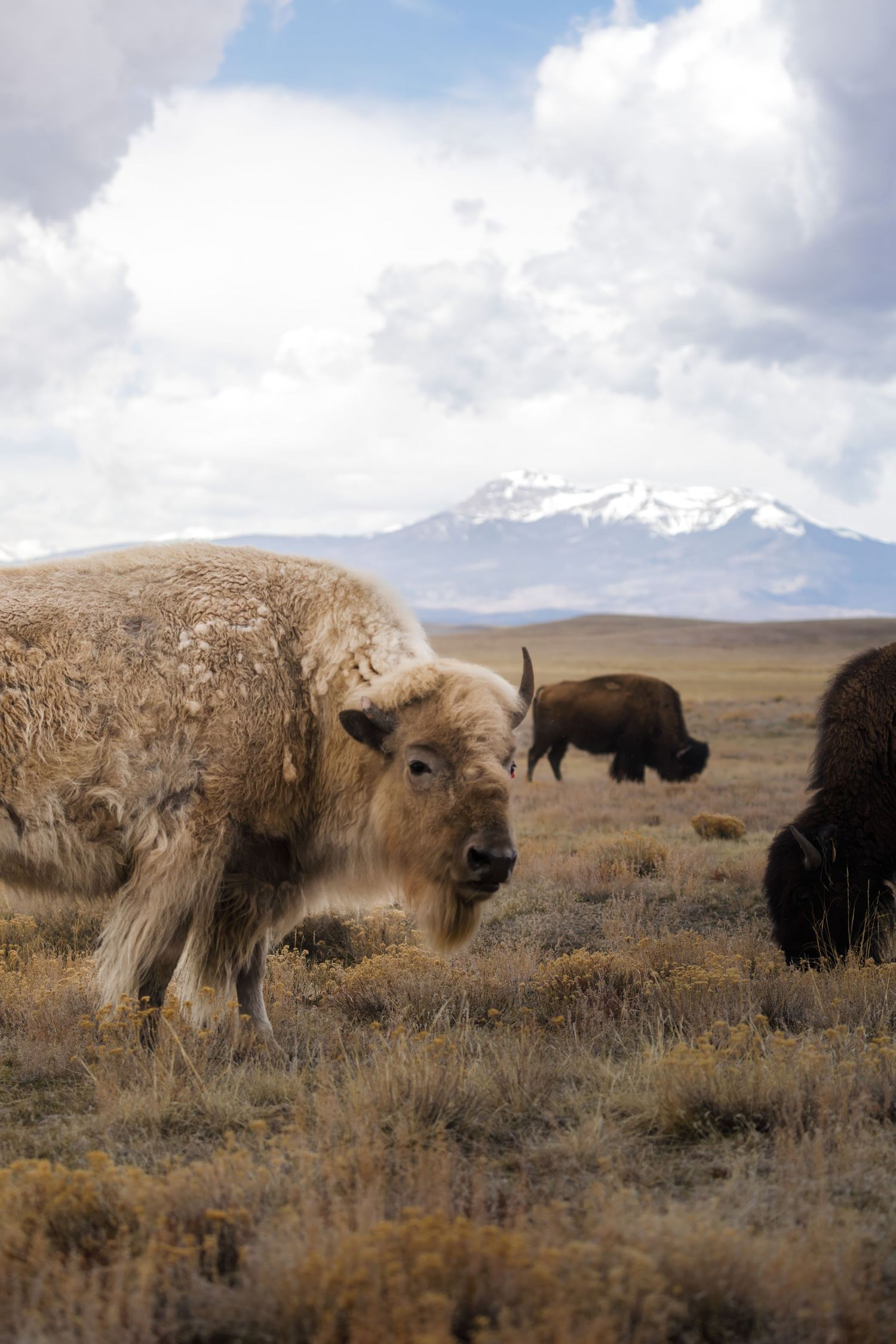 Herd of white and brown bison grazing on dry grassland with snow-capped mountains in the background.