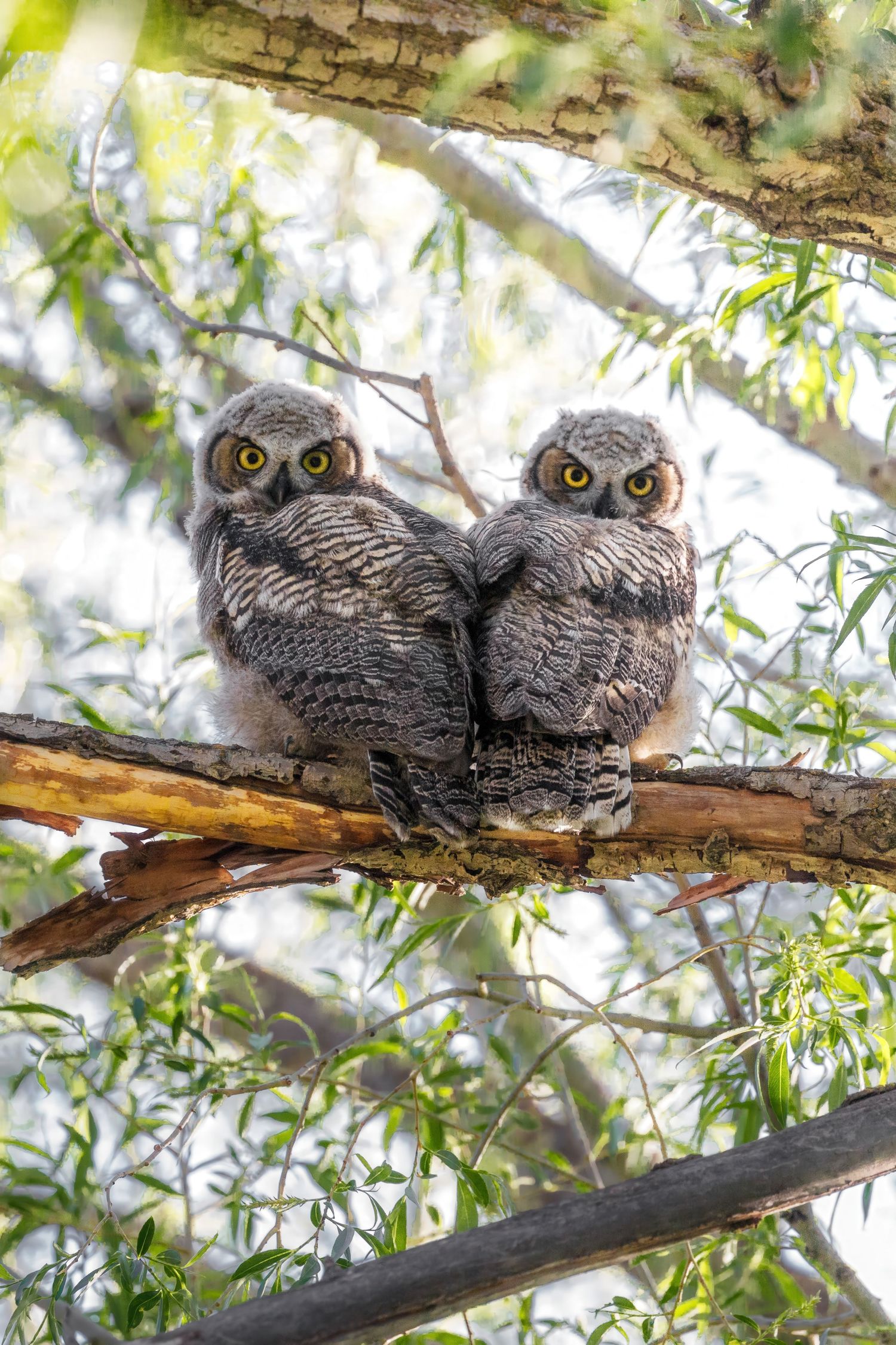 Two baby owls perched together on a tree branch surrounded by green foliage.