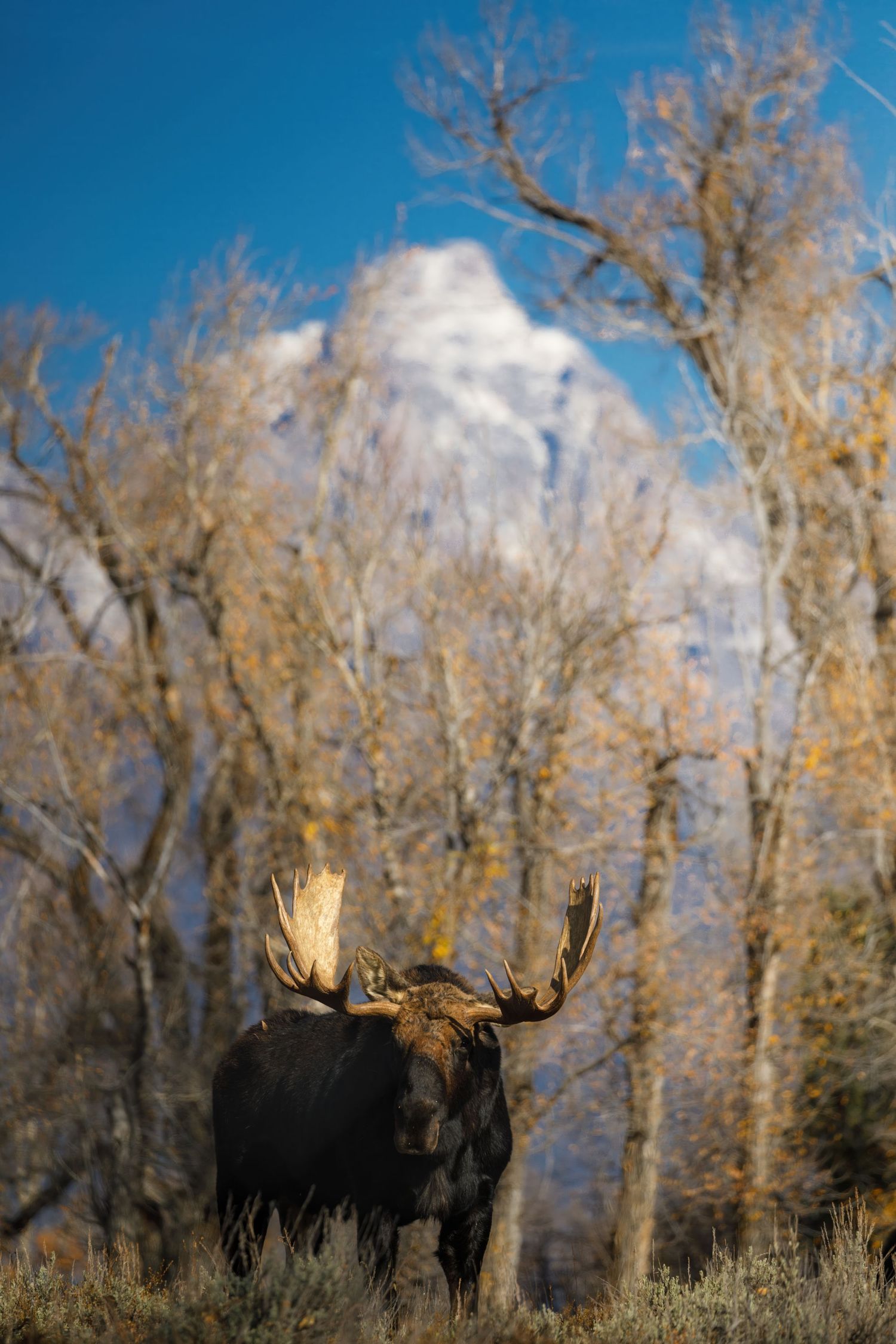 Bull moose standing among golden autumn trees with mountain backdrop.