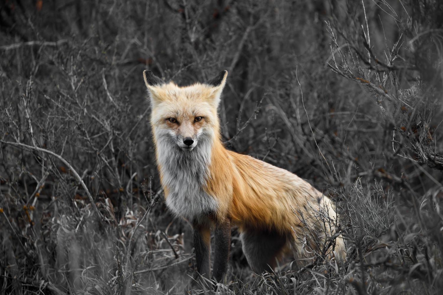 Red fox with bushy tail moving across a dark background in the wilderness.