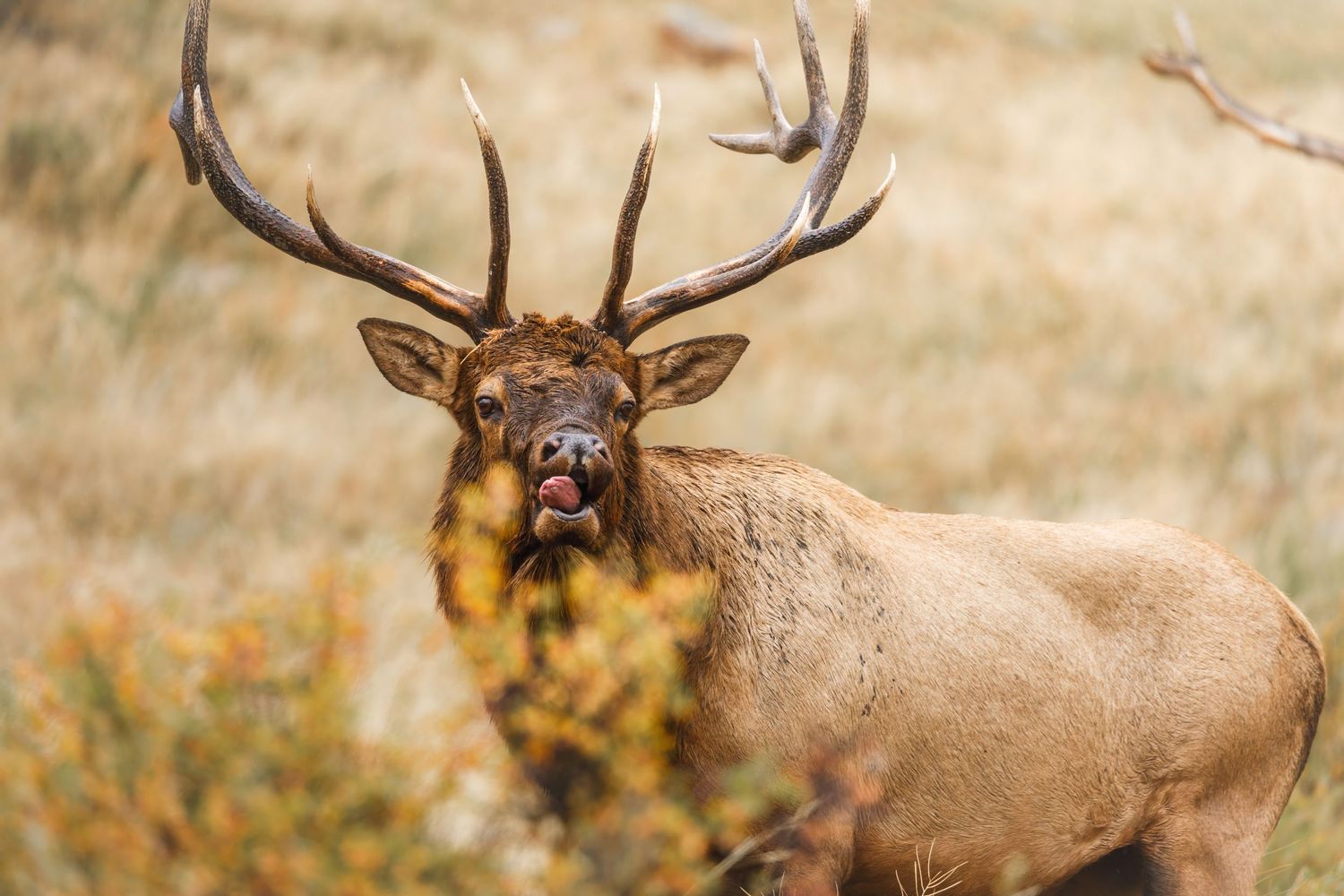 Majestic bull elk displaying dominance in golden prairie grass.