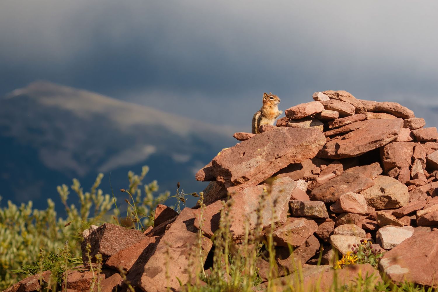 Small chipmunk perched on red rocks against blue sky and mountains in natural habitat.