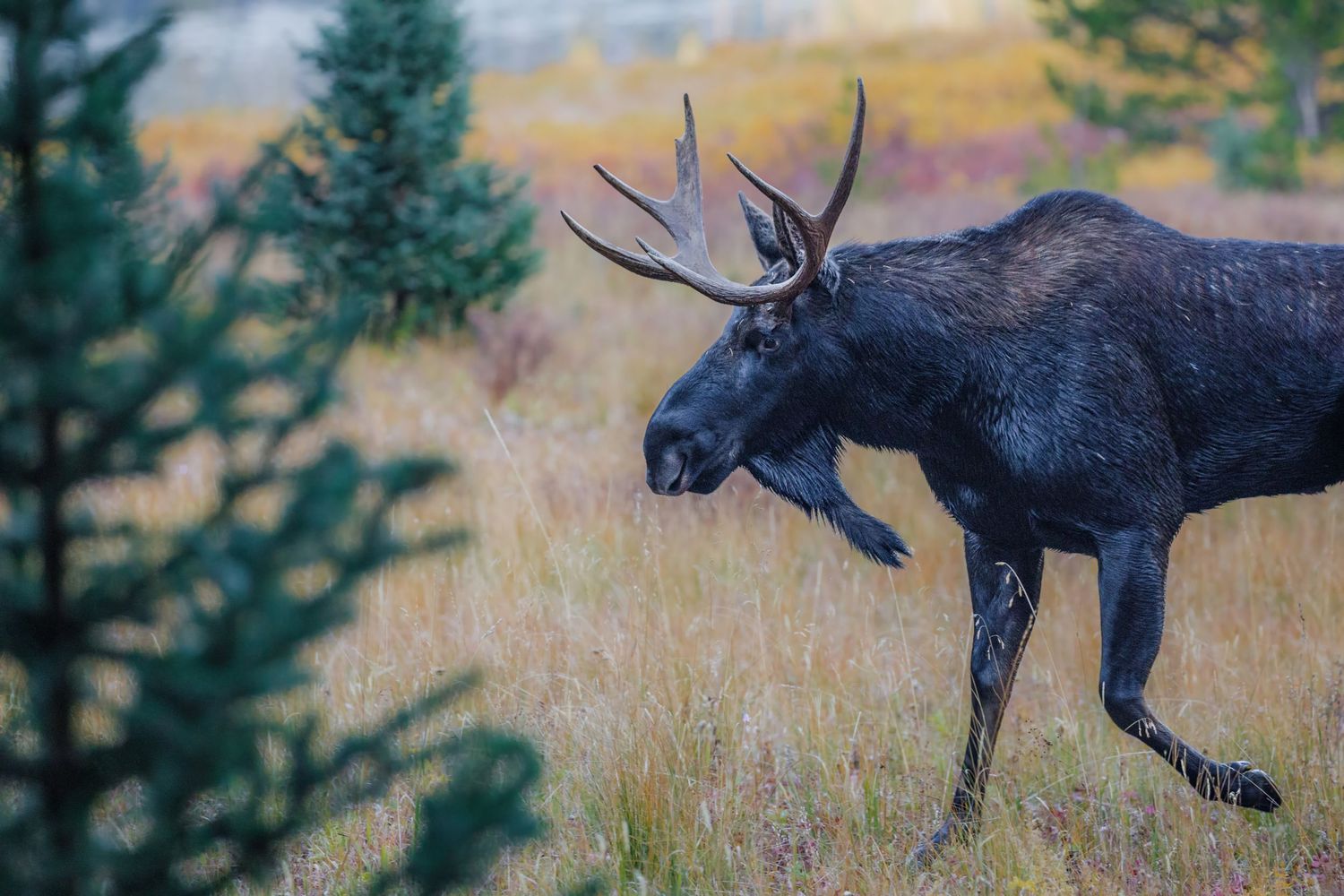 Bull moose walking through golden autumn grassland with antlers displayed.