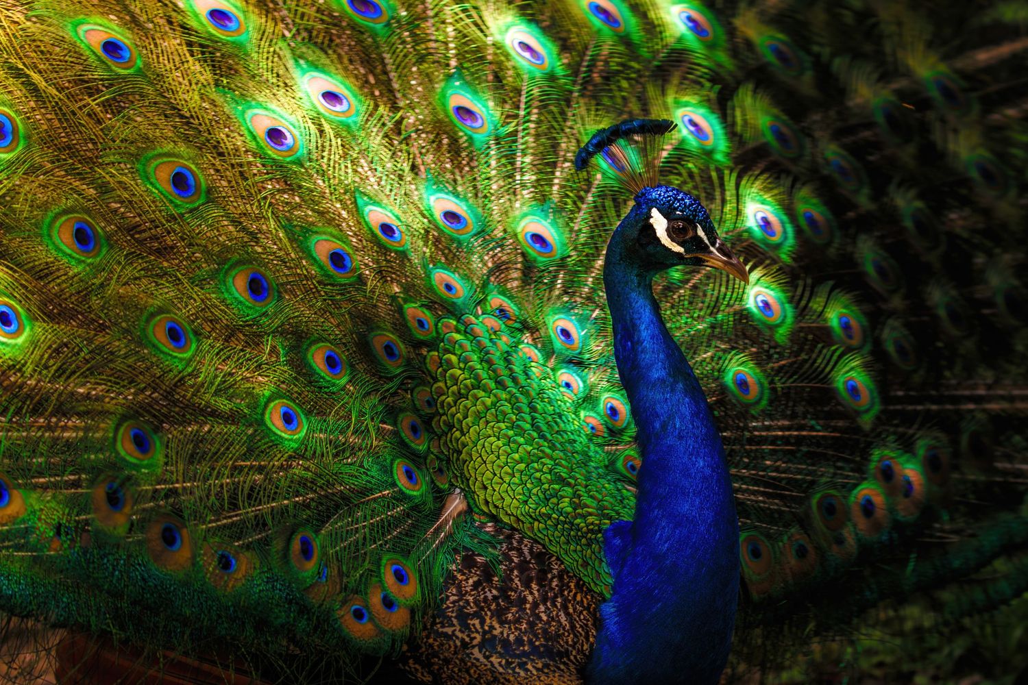 Vibrant peacock displaying its full iridescent tail feathers in dramatic lighting.