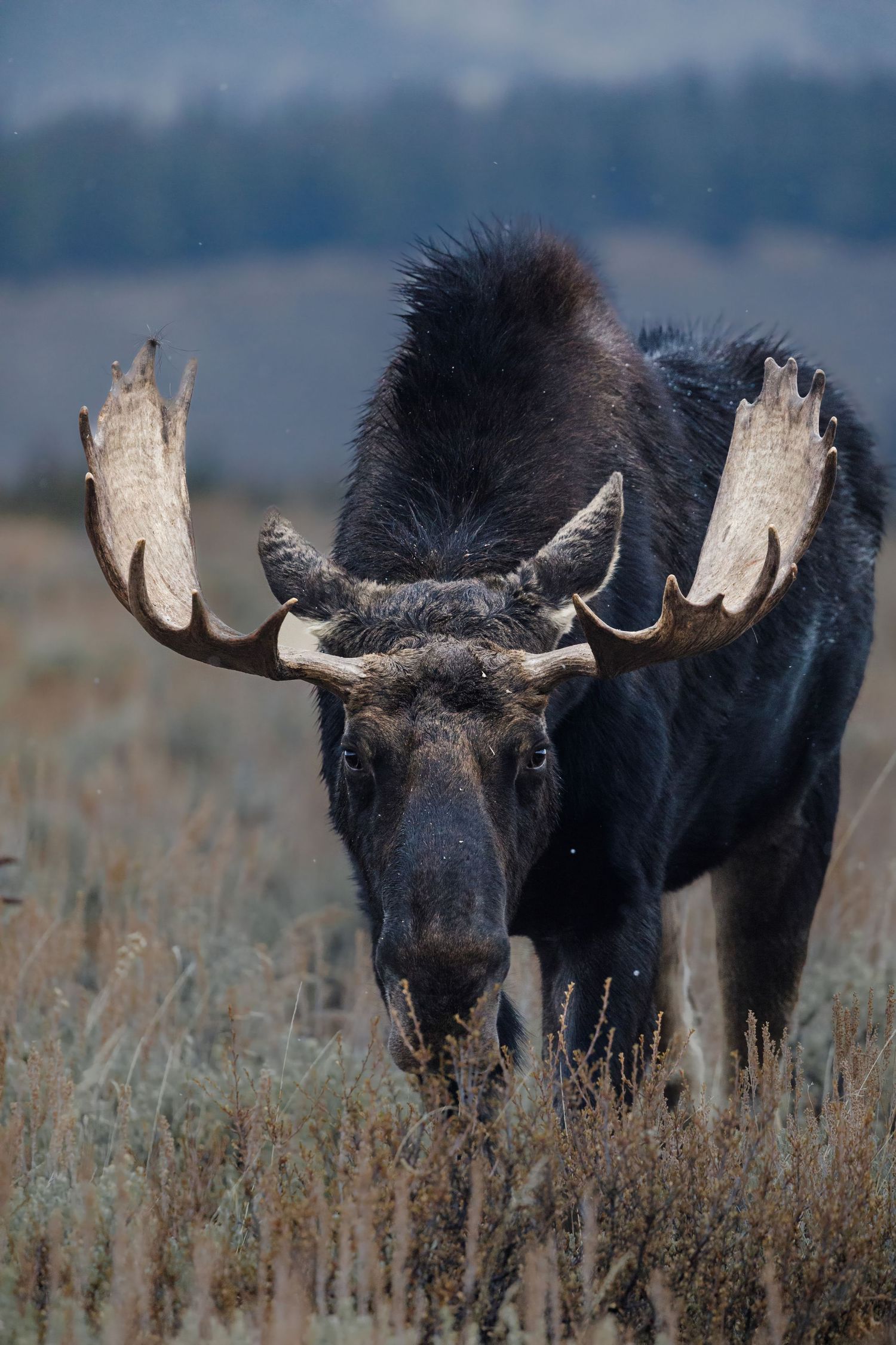 Group of bull moose with impressive antlers foraging in autumn grassland.