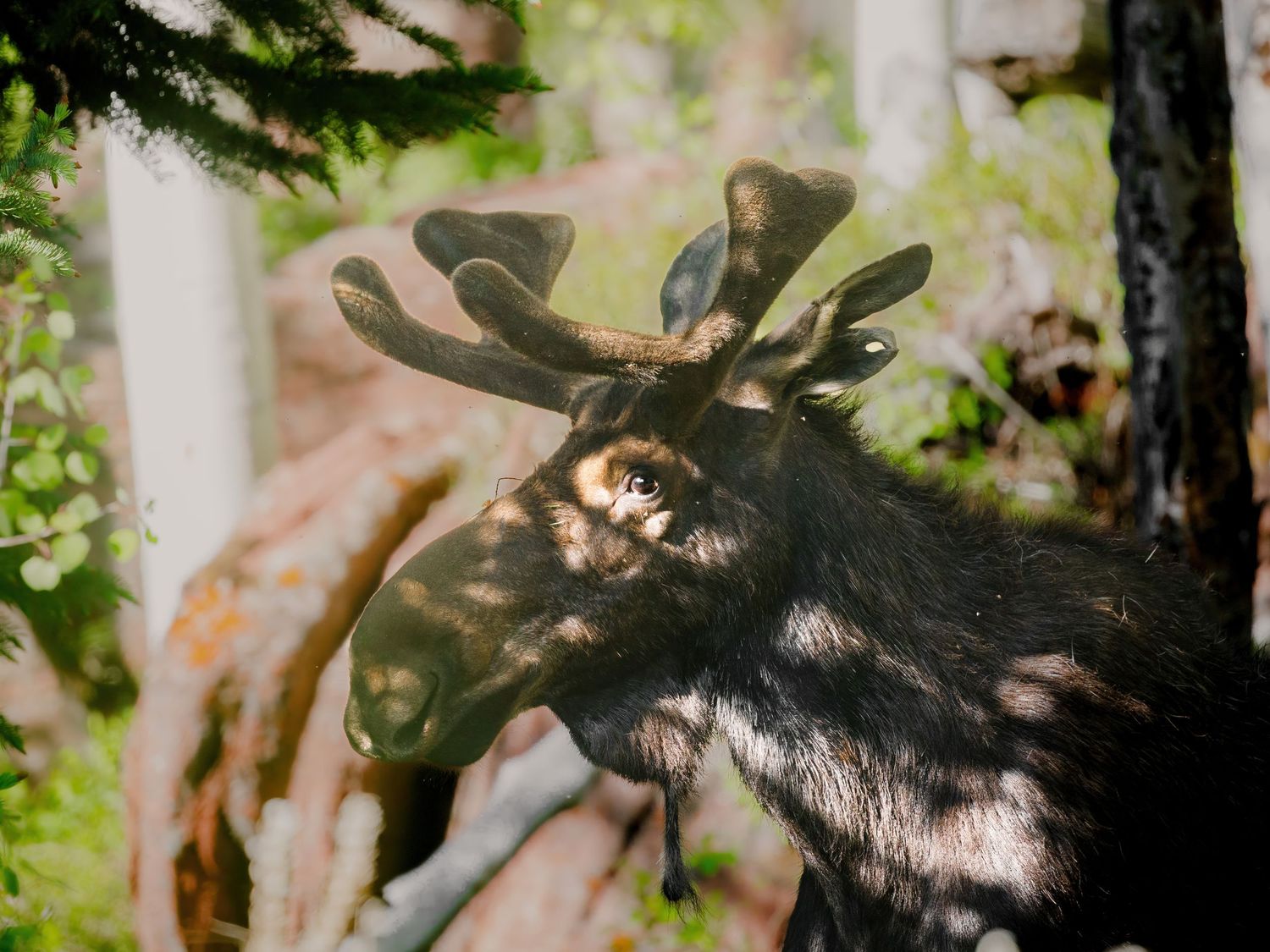 Moose antlers and head visible through green forest foliage.