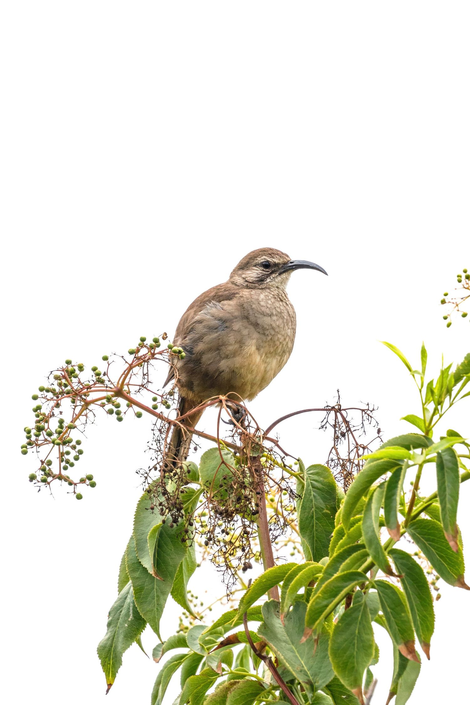 California quail birds perched on branches with green leaves.