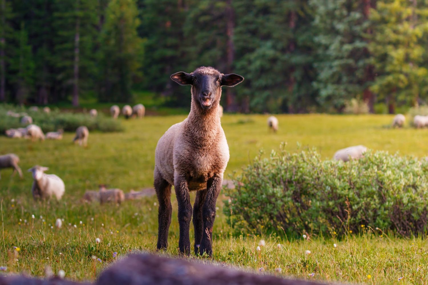Sheep and lambs grazing in a mountain meadow surrounded by evergreen forest.