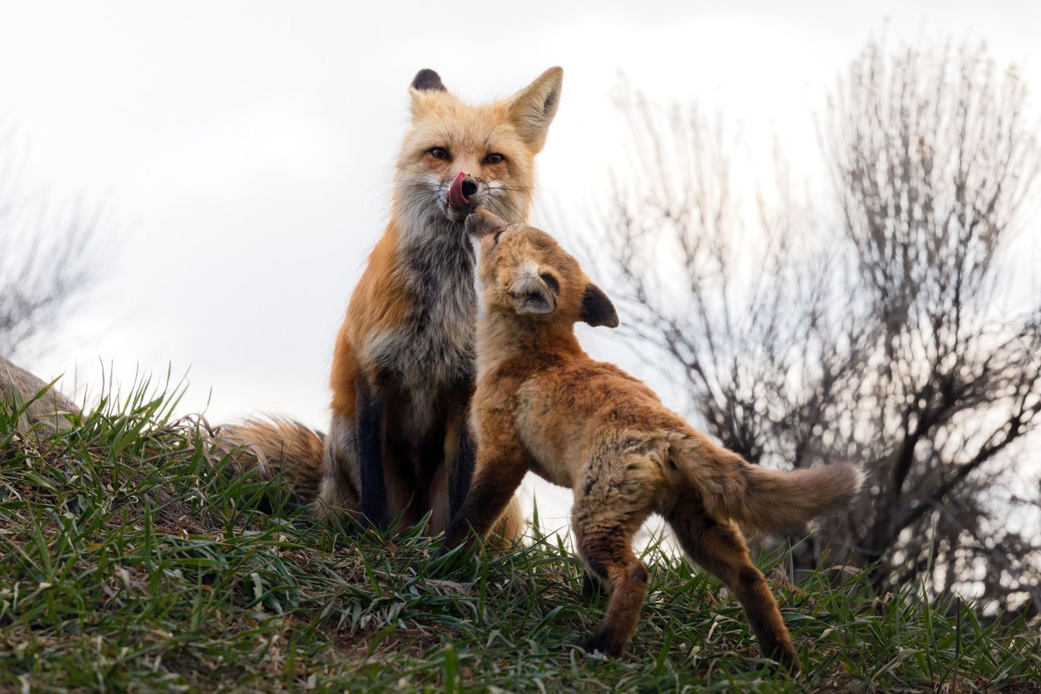 Red fox moving along a grassy hillside in winter landscape.