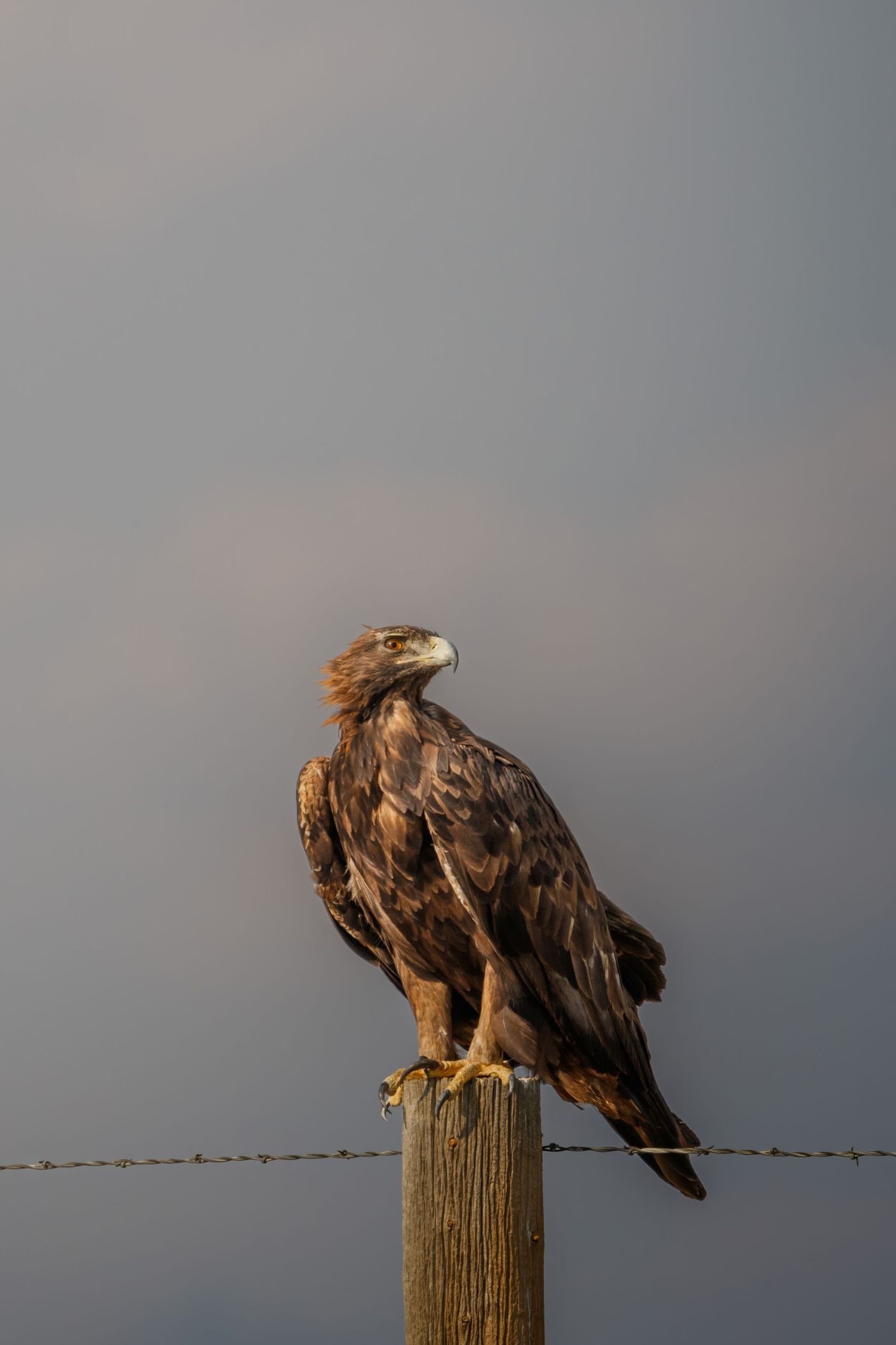 A golden eagle perches on a wooden fence post against a grey sky.