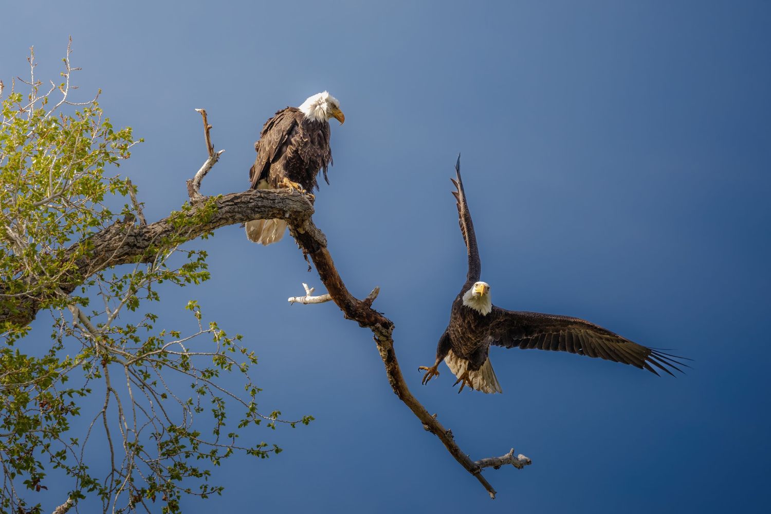 Bald eagles taking flight from tree branches with wings spread.