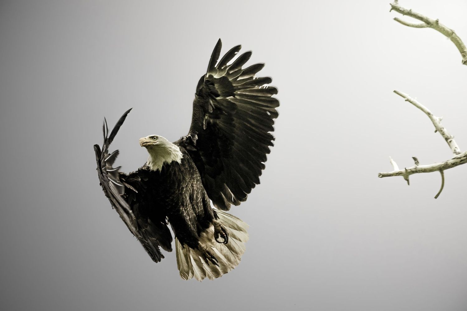 A bald eagle spreads its wings dramatically against a gray sky.