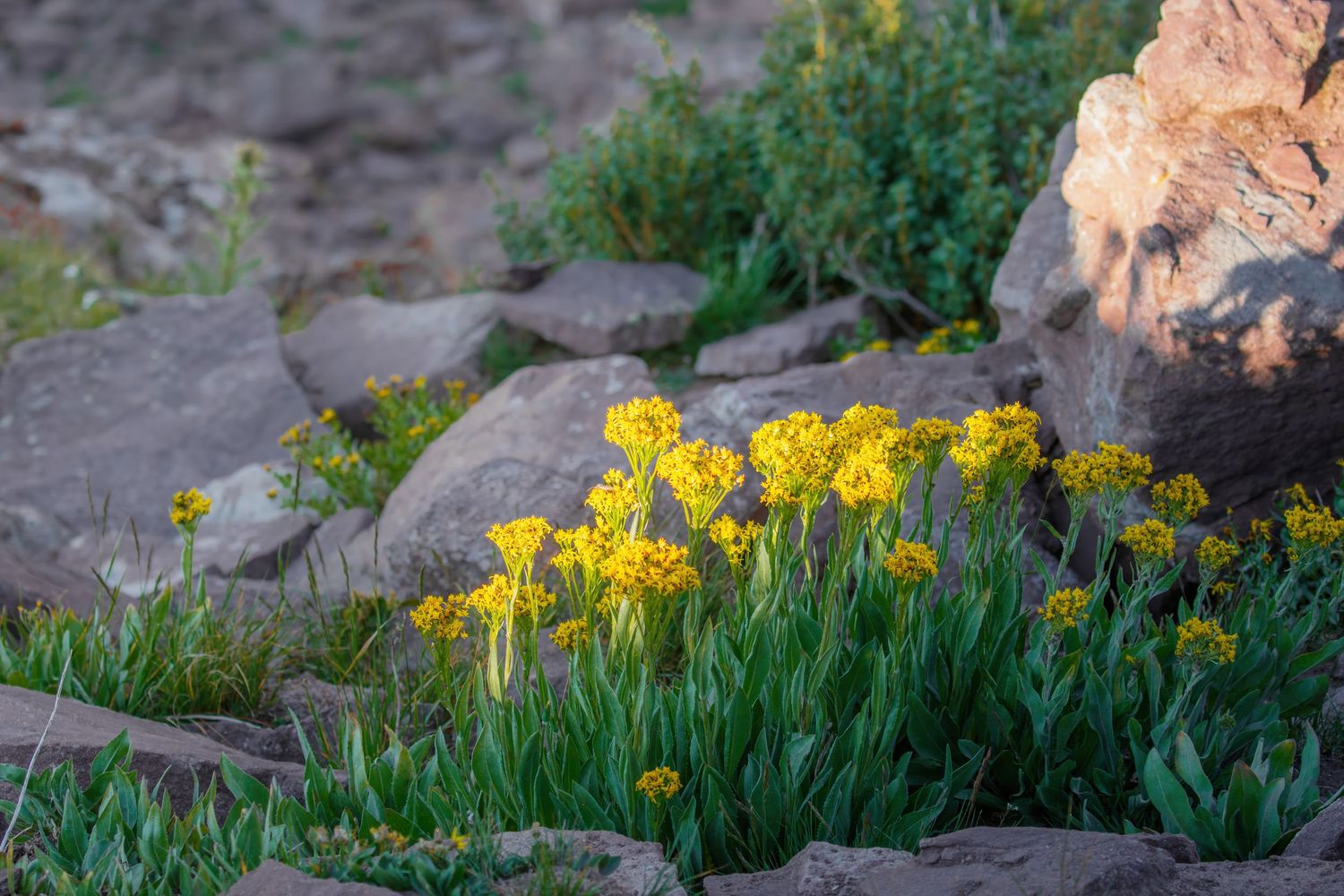 Yellow daffodils growing among rocky terrain in warm evening light.