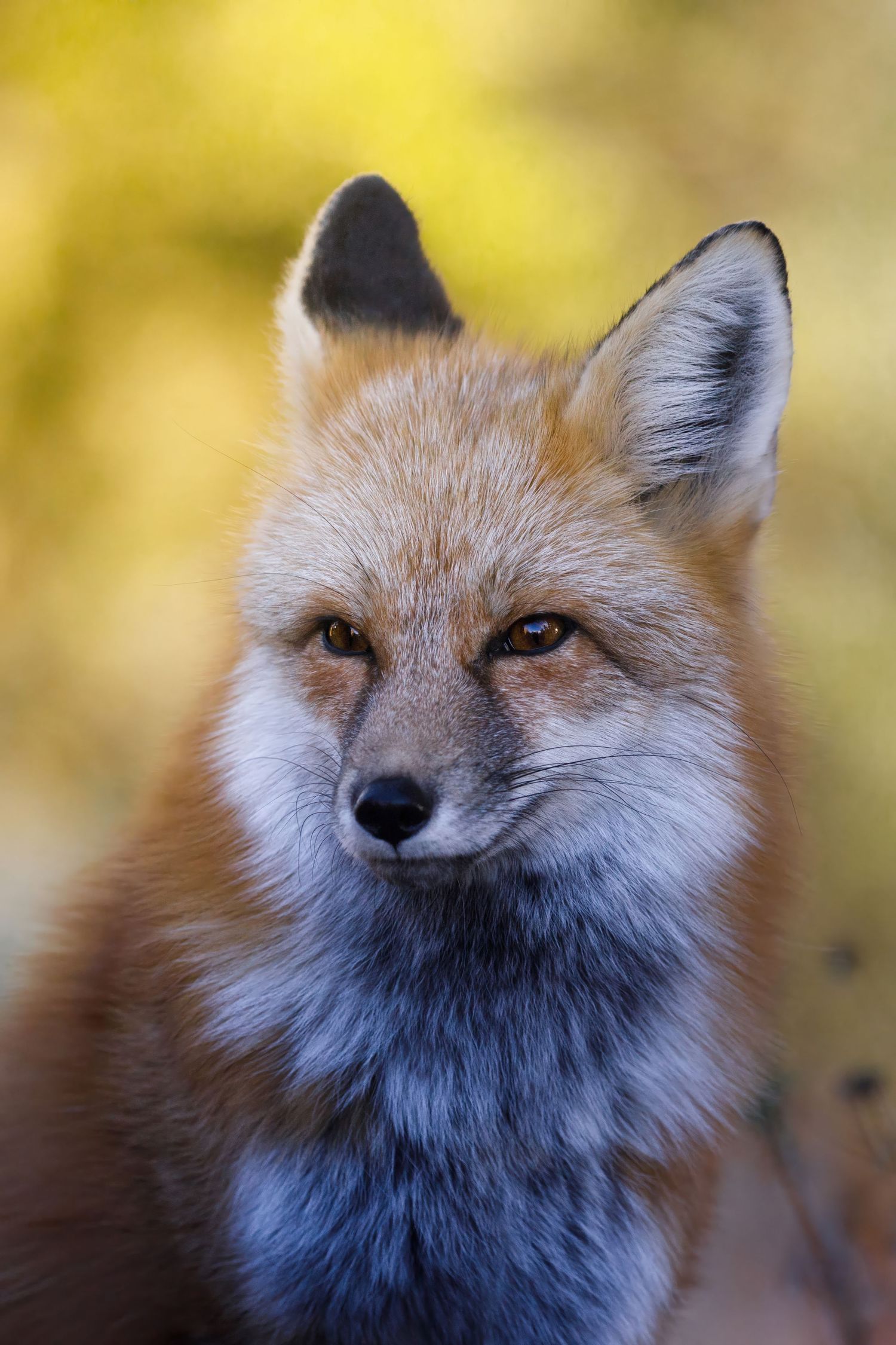 Close-up portrait of a red fox with fluffy fur against a blurred golden background.