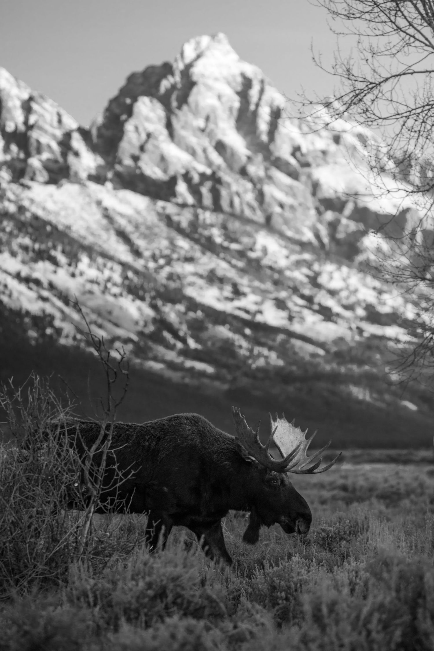 Silhouette of a moose grazing against a backdrop of snow-capped mountains.