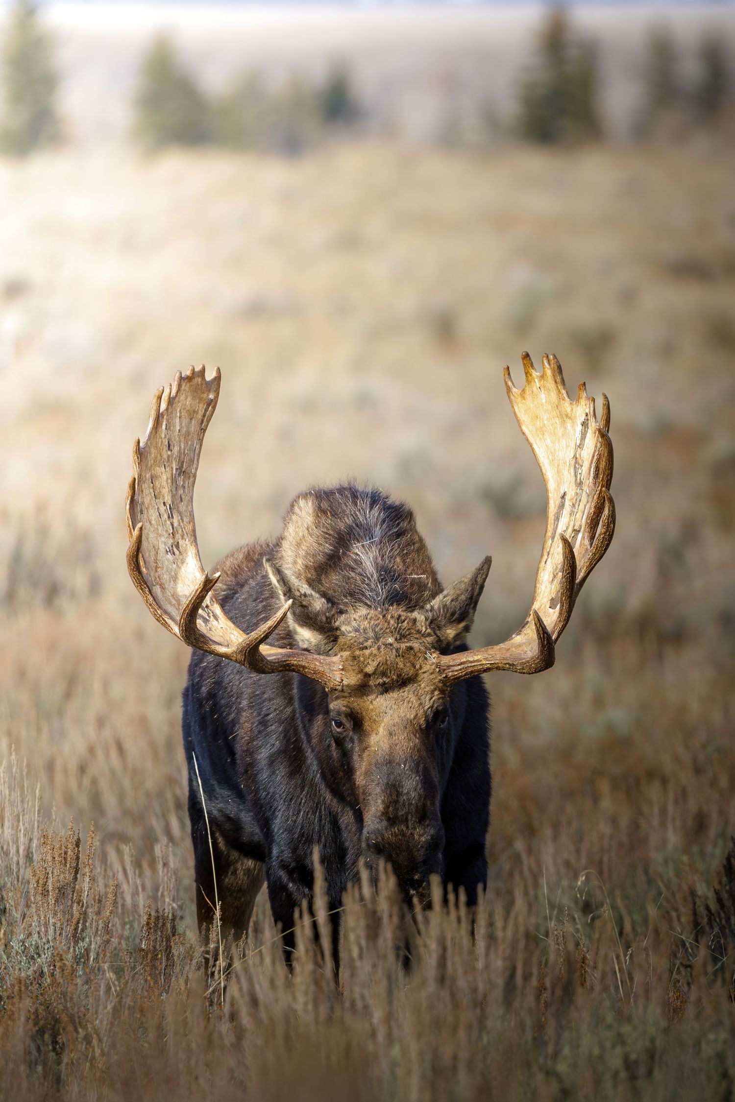A bull moose with large antlers stands in tall grass against a blurred background.
