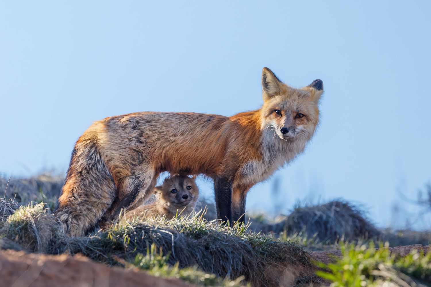 Red foxes relaxing on a sunlit hillside in their natural habitat.