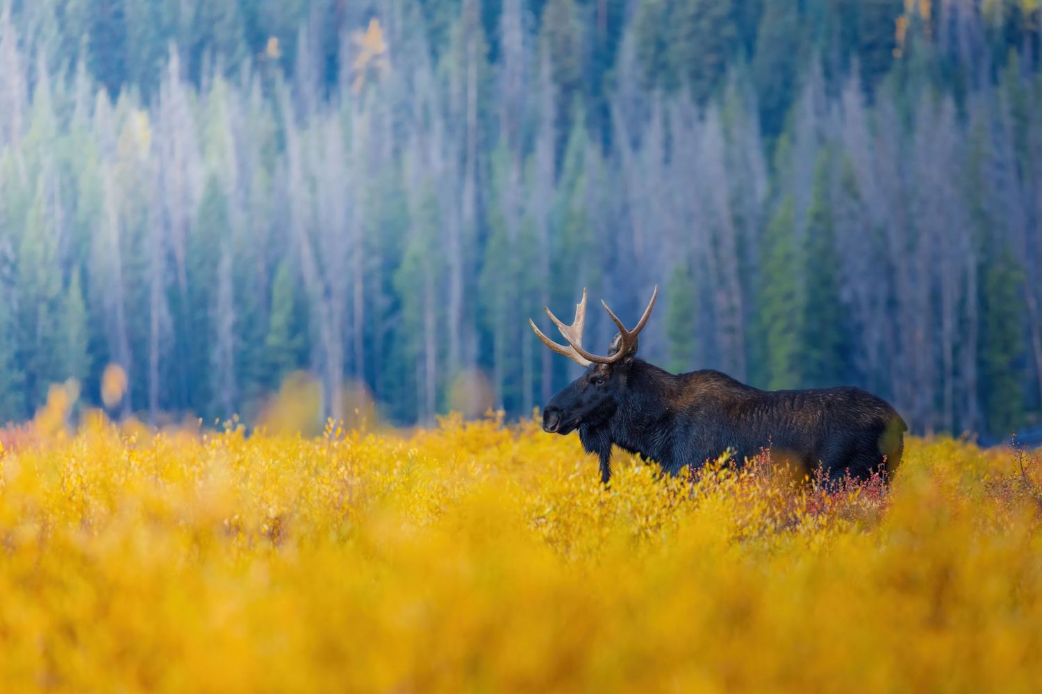 Moose silhouetted against yellow autumn grass and evergreen forest.