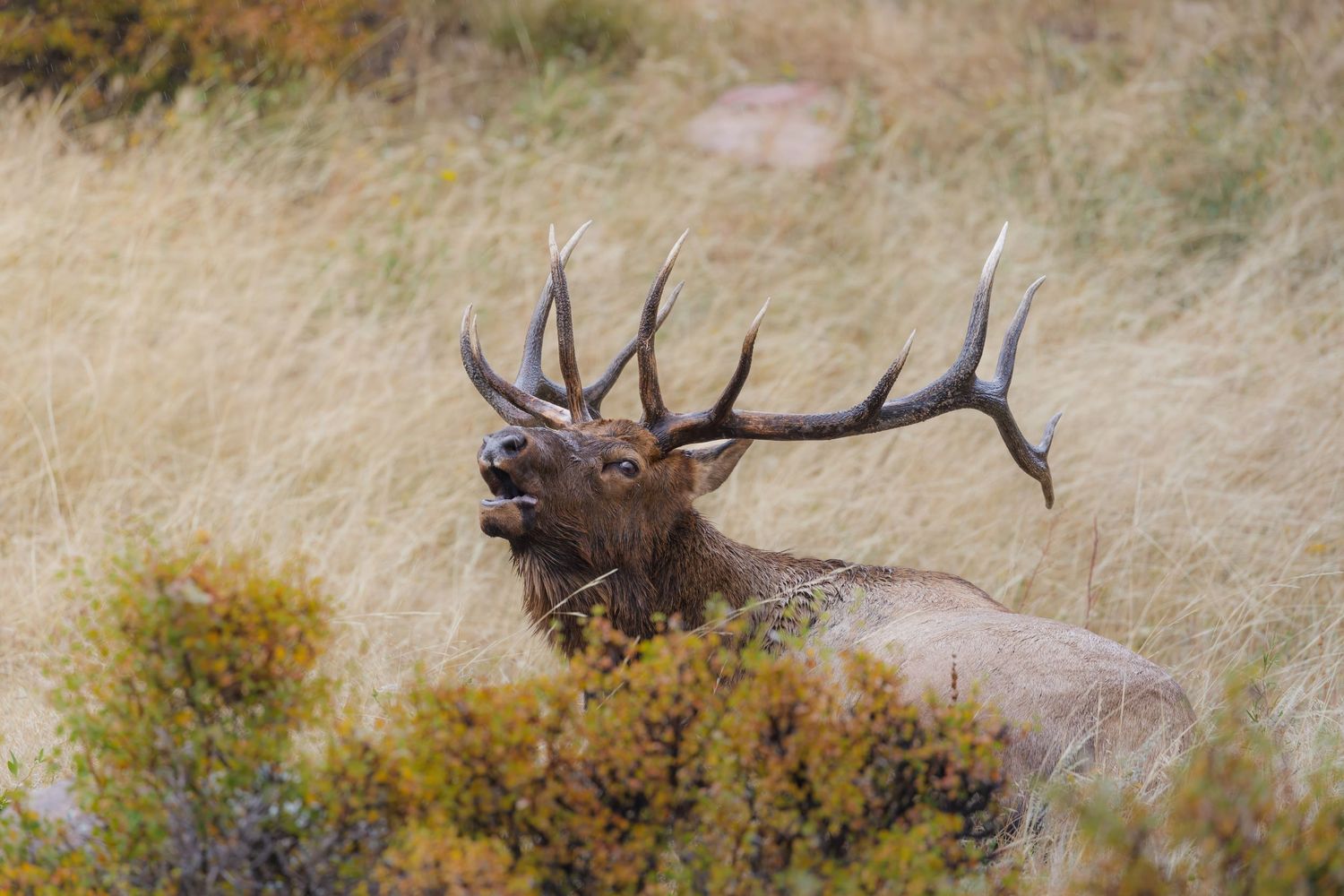 Bull elk with large antlers grazing in tall autumn grass.
