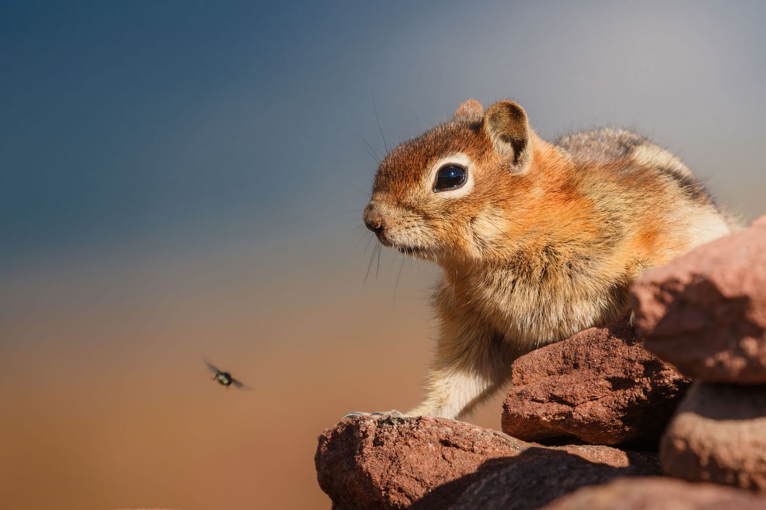 Ground squirrel watching a flying insect while perched on red rocks.