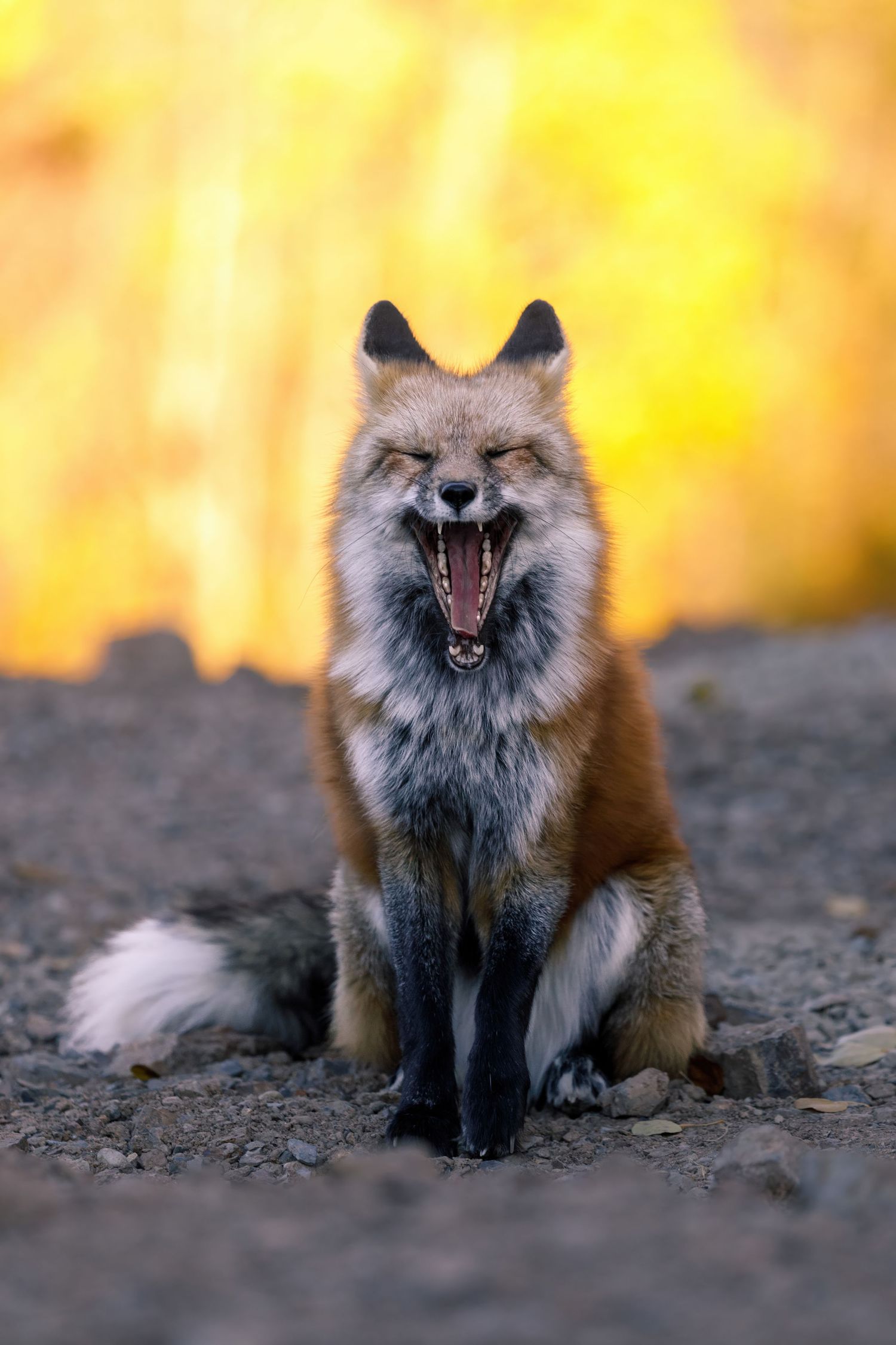 Red fox displays aggressive behavior with mouth open and teeth bared in natural setting.