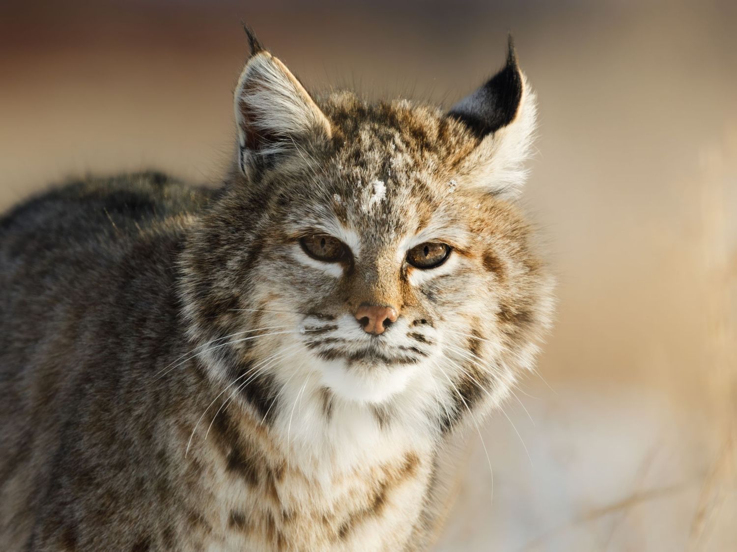 Close-up of wild bobcat's face showing distinctive ear tufts and markings.