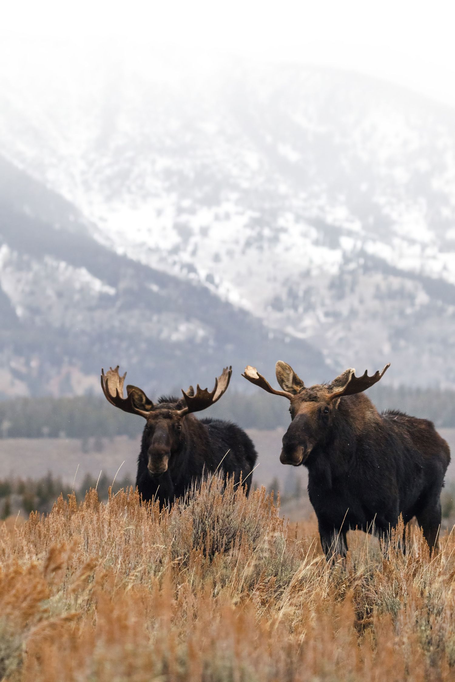 Group of bull moose grazing in winter grassland with snow-covered mountains in background.