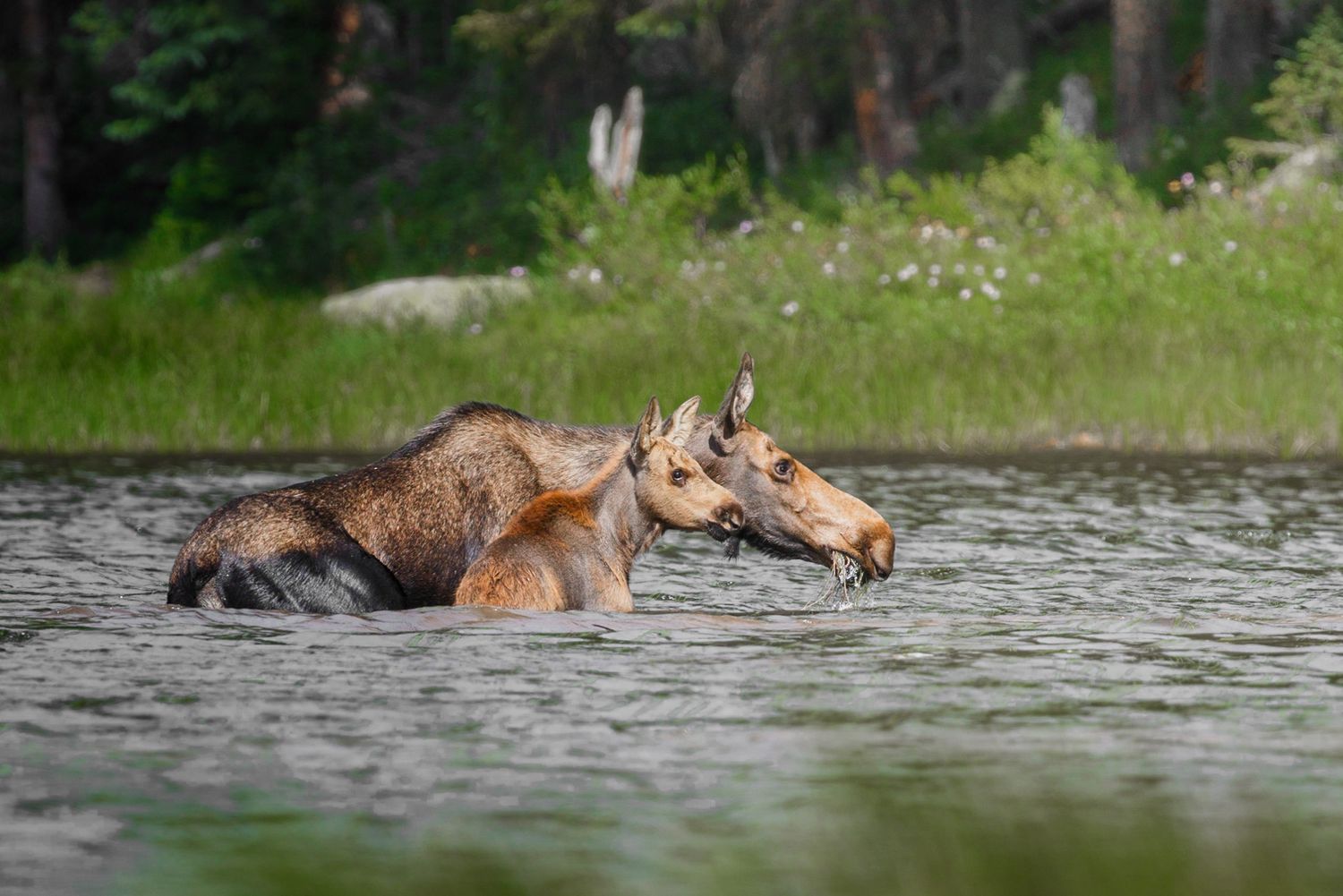 Herd of moose crossing deep water with evergreen forest along shoreline.