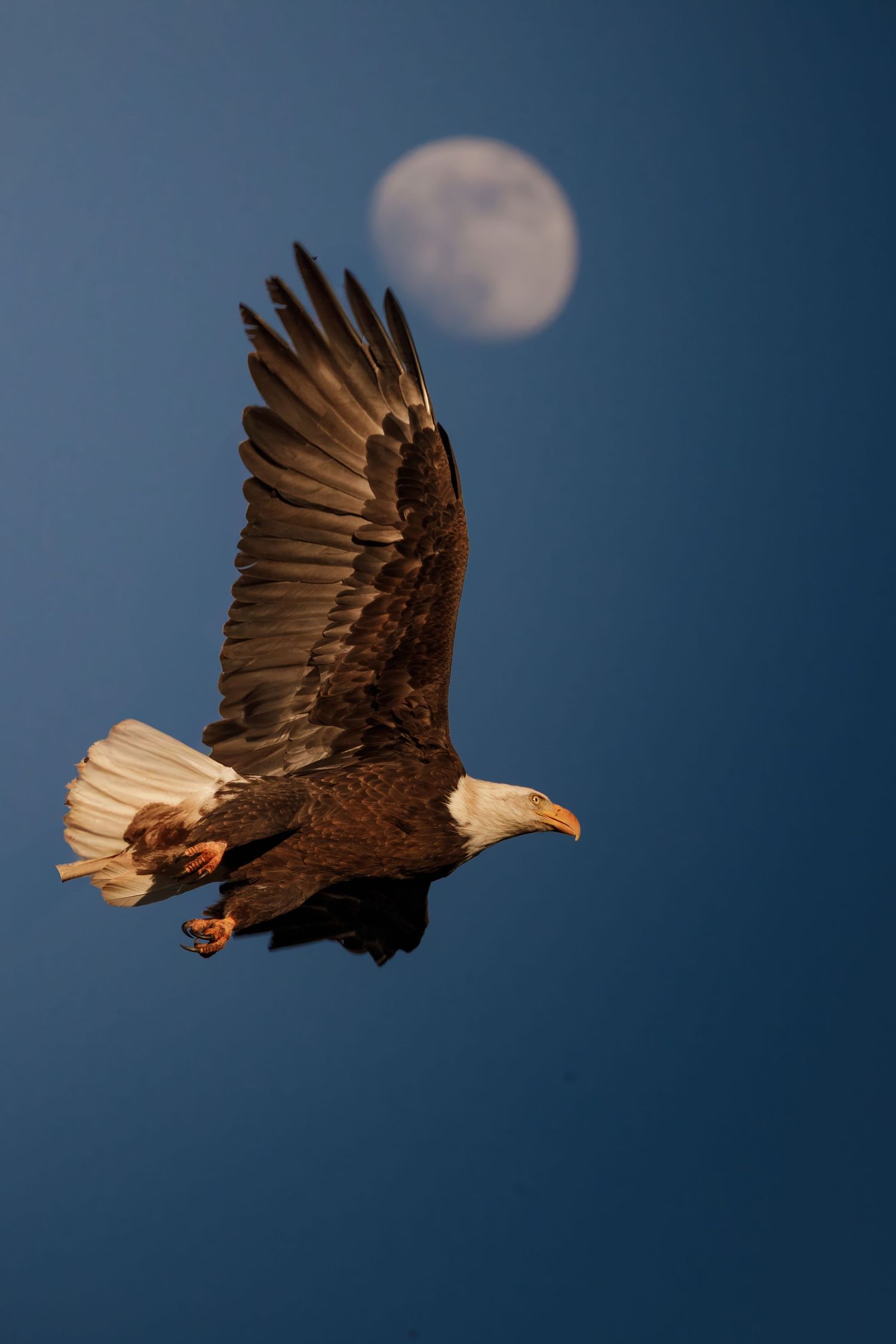 A bald eagle soars against a blue sky with the moon visible in the background.