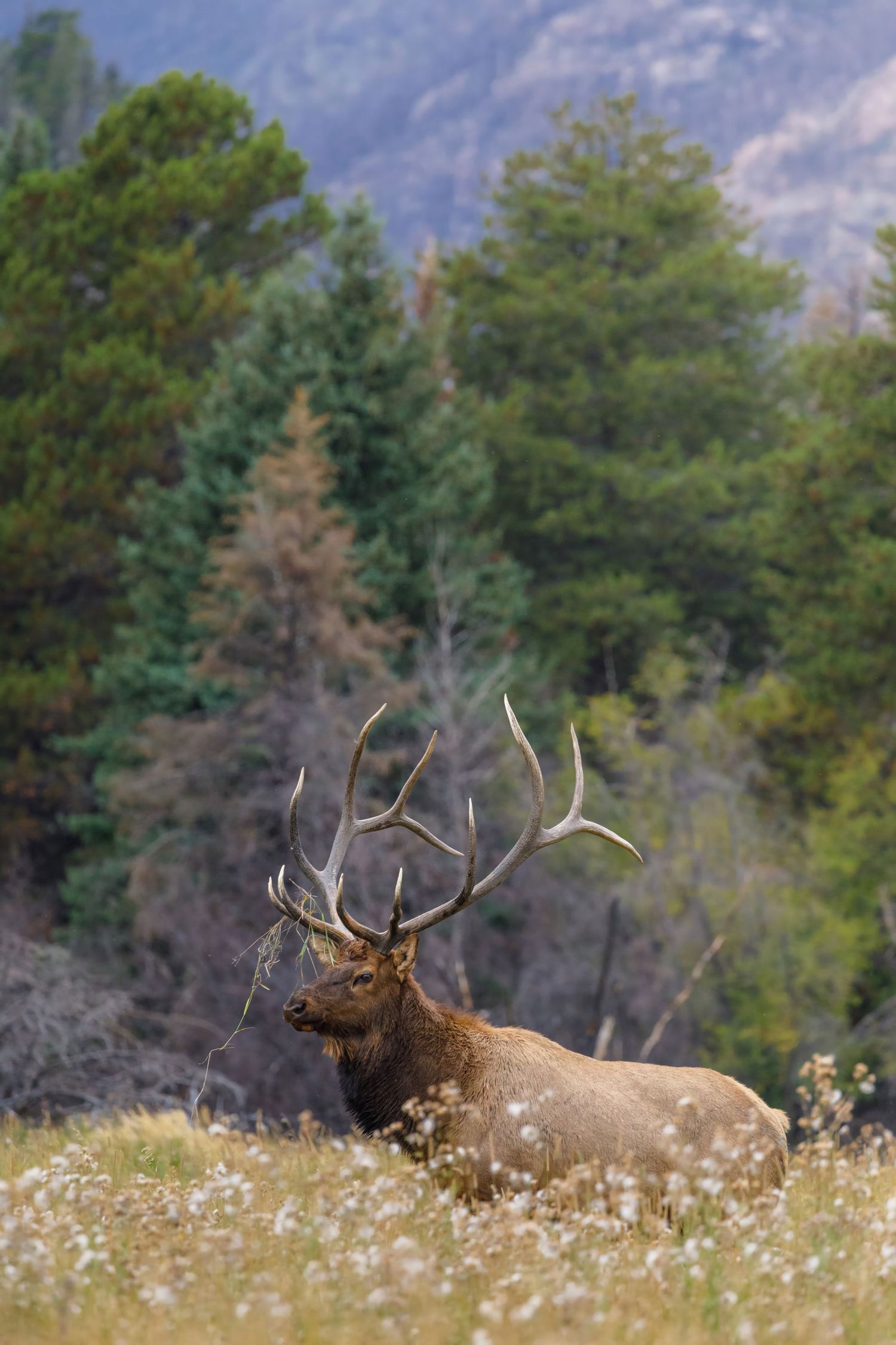 Large bull elk with impressive antlers lying in a wildflower meadow near mountain forest.