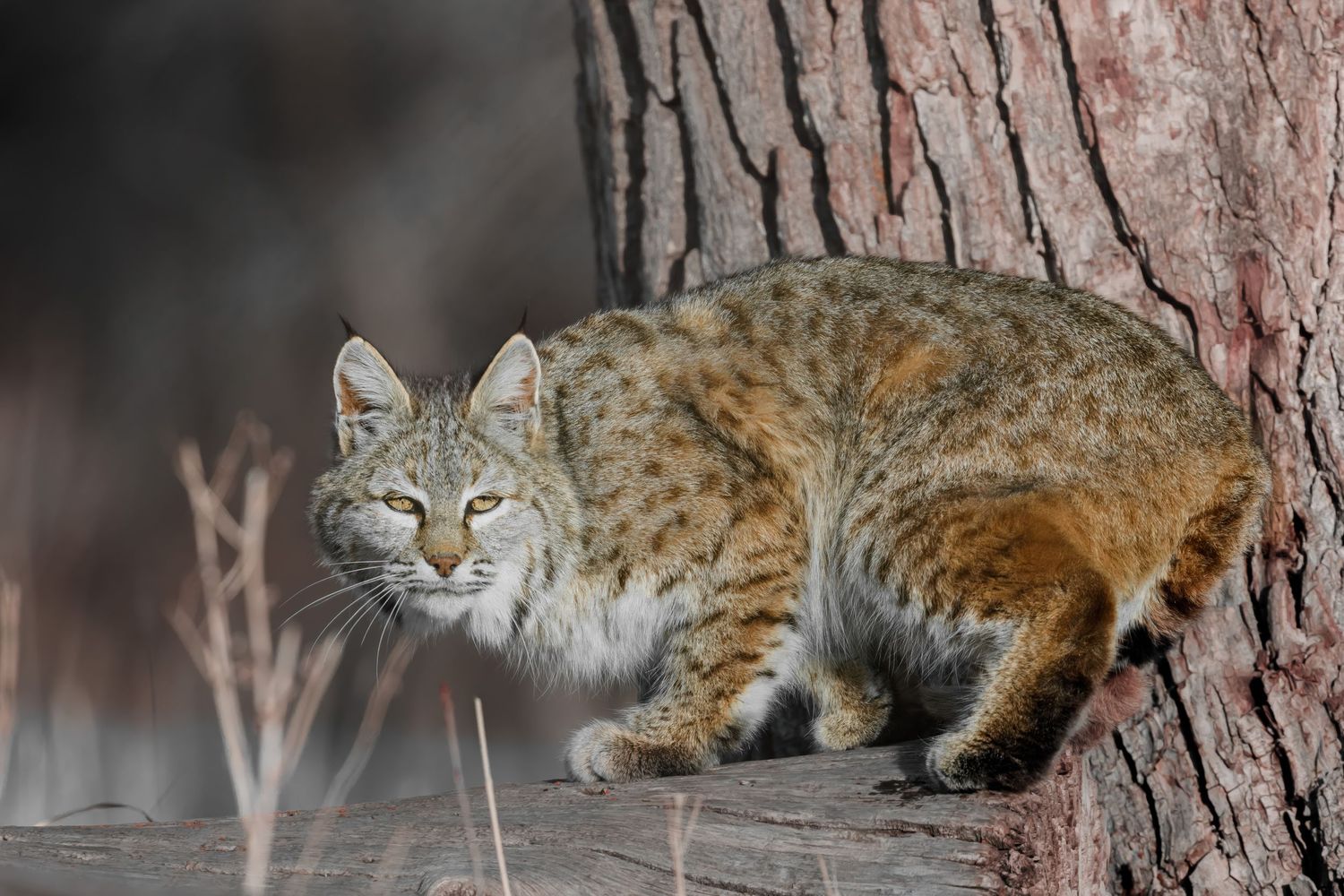 Bobcat resting on a log near a tree trunk in a winter landscape.