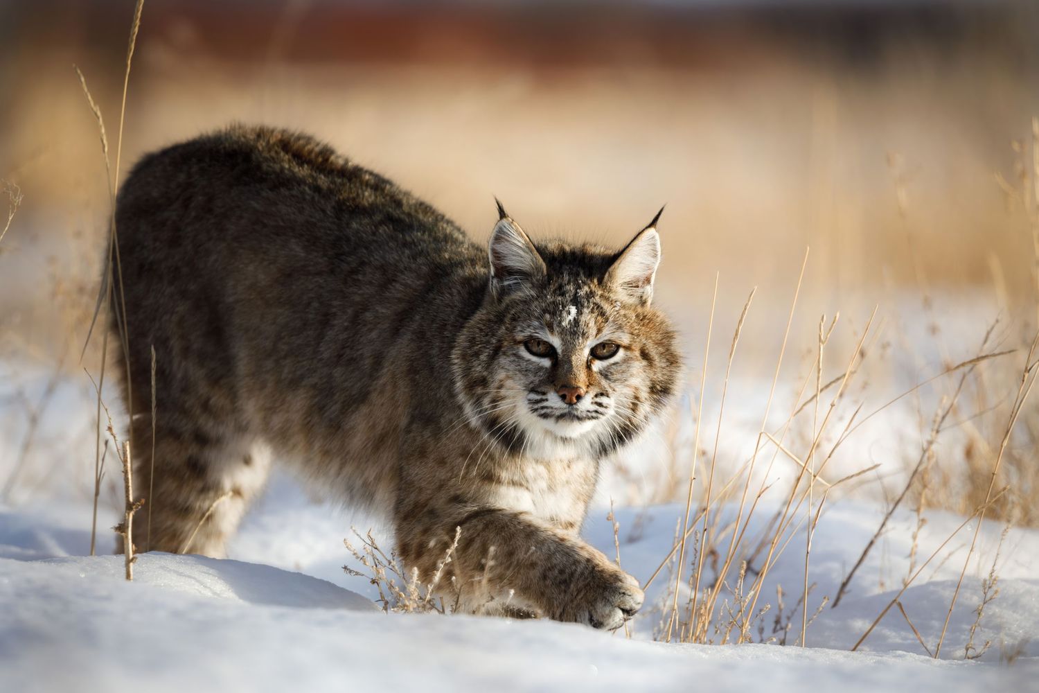 A wild bobcat stalks through snowy winter terrain while hunting for prey.