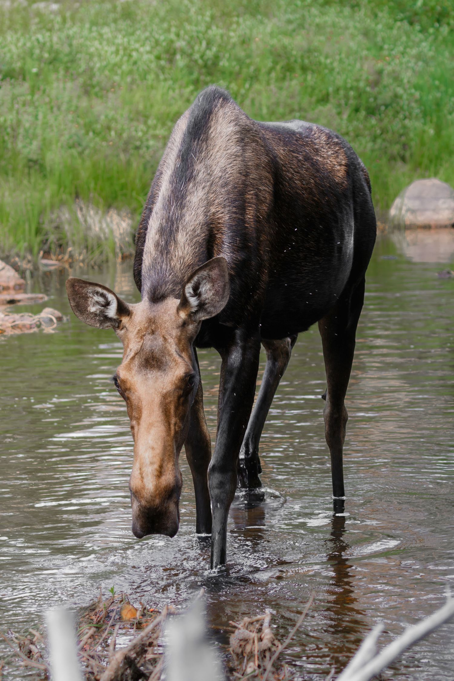 Moose drinking water from a lake while standing in the shallows.