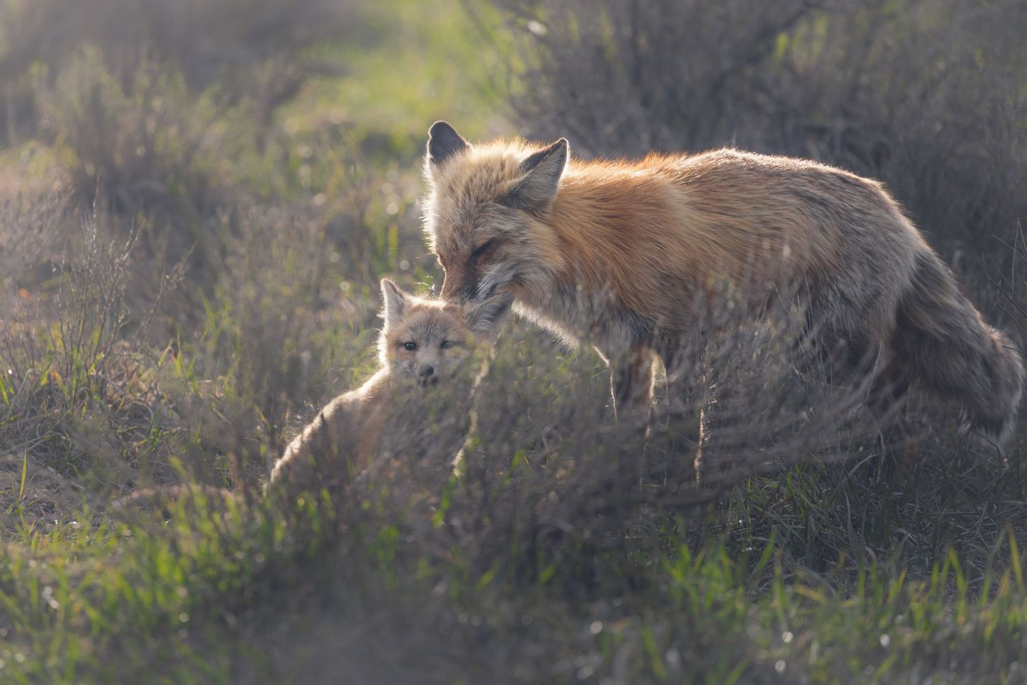 Red fox walking through tall grass in a natural outdoor setting.