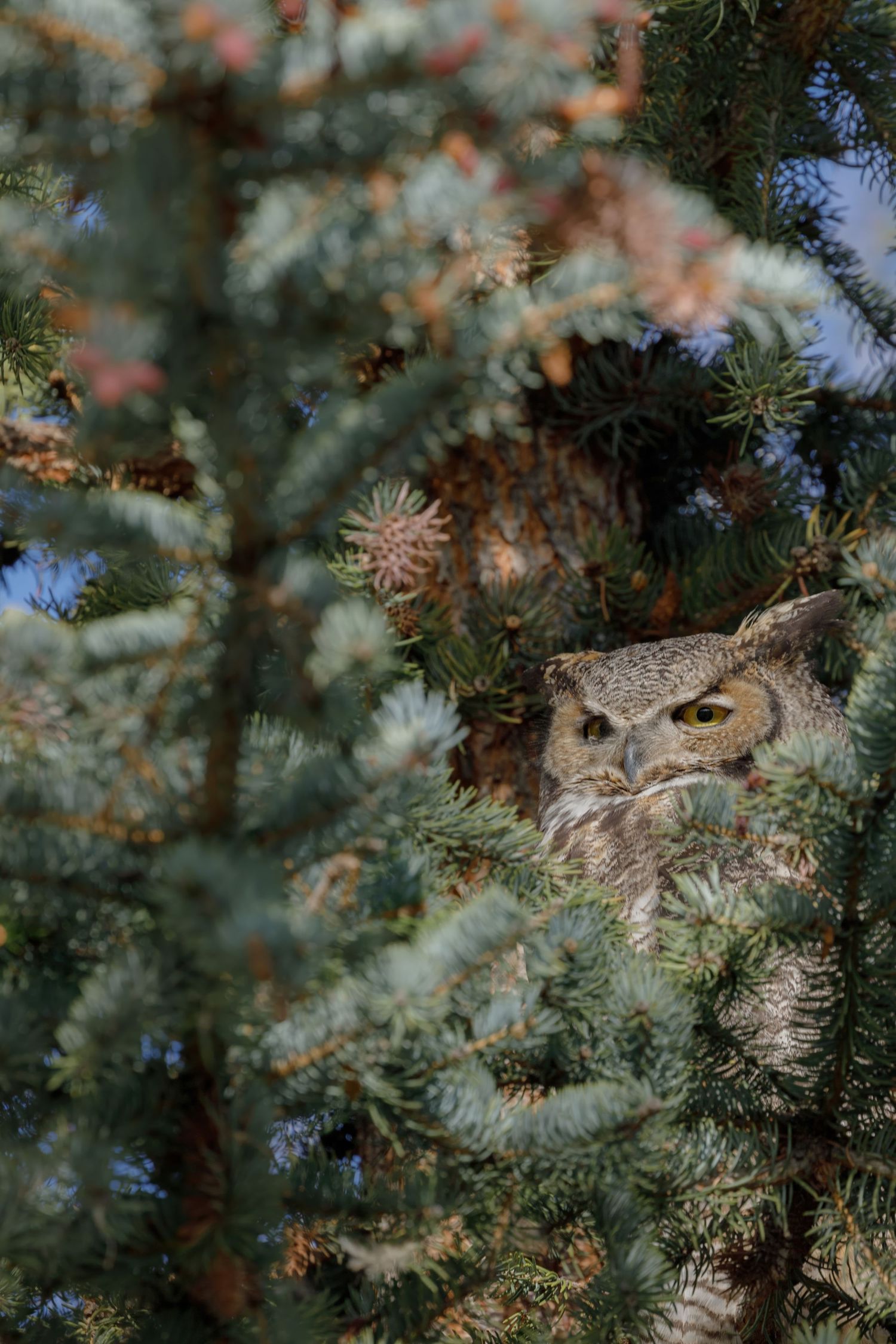 Owl's face partially hidden behind blue-green spruce needles.