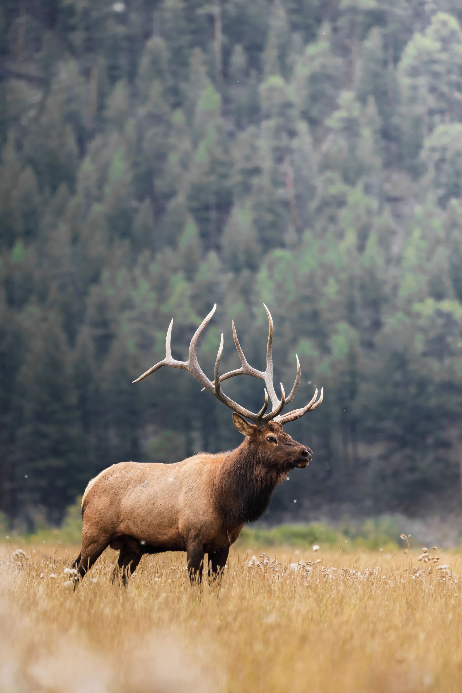 Majestic bull elk with large antlers standing in golden meadow against forested mountain backdrop.