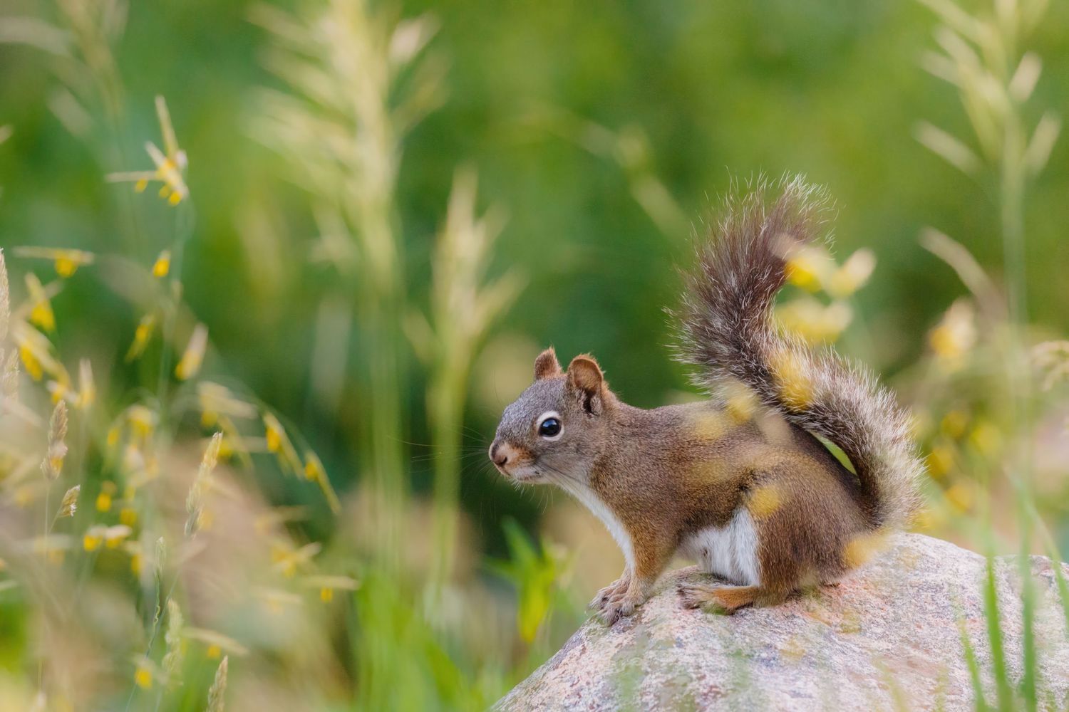 Red squirrel foraging among tall grass and wildflowers.