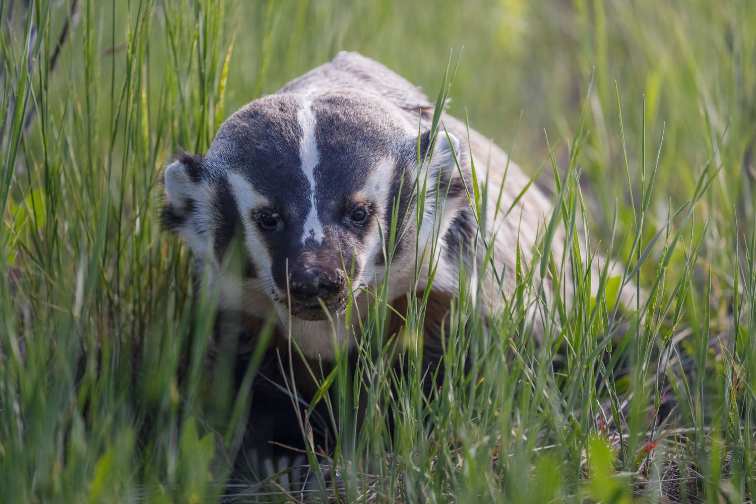 American badgers move through tall grass in a natural habitat.