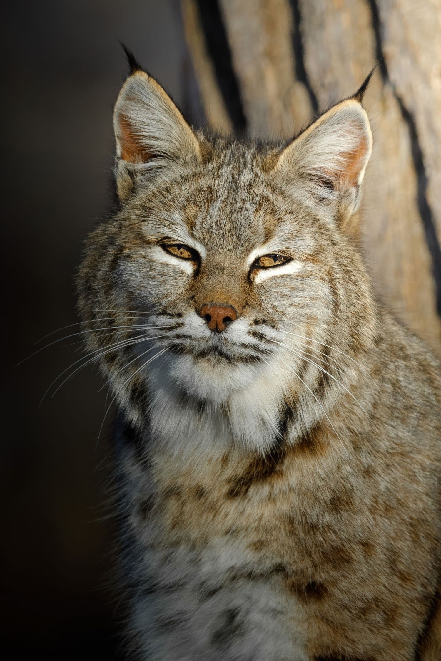 Close-up portrait of a bobcat's face showing distinctive ear tufts and spotted fur pattern.