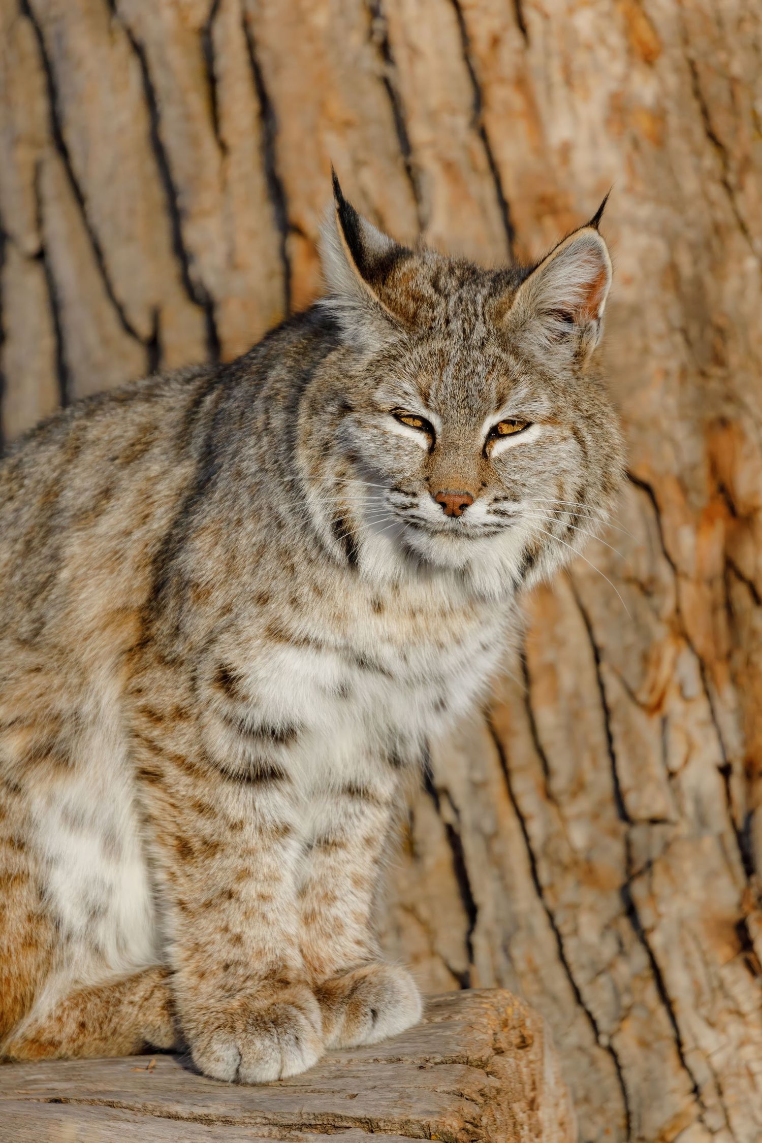 Bobcat displaying its spotted fur pattern while resting by a large tree.