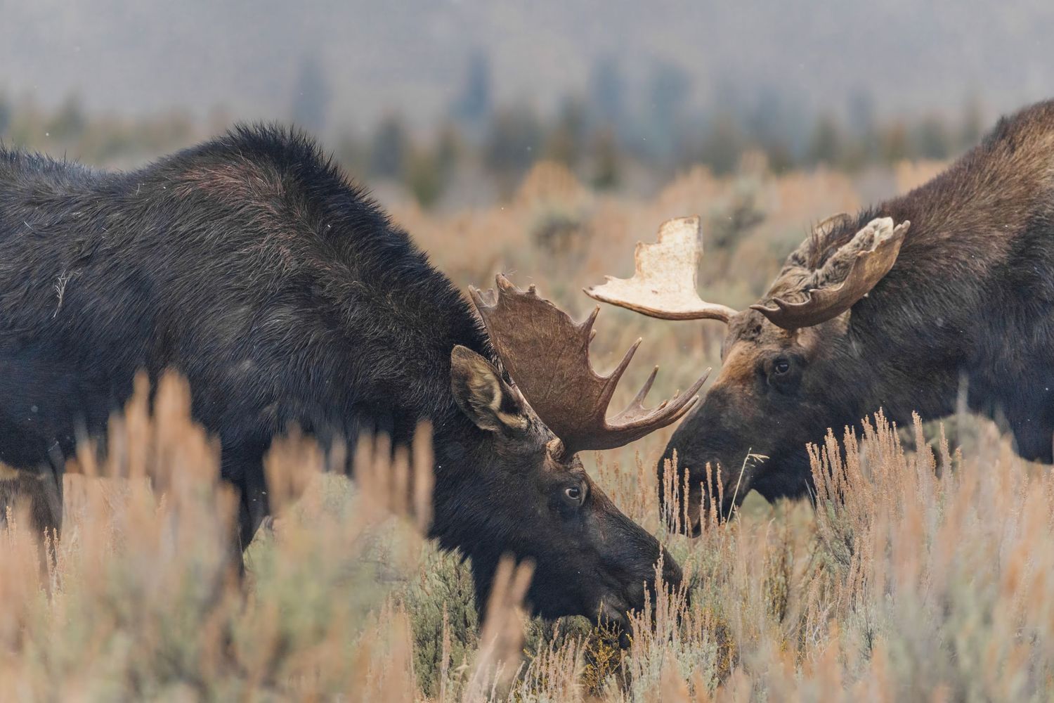 Majestic bull moose grazing in sagebrush field with snow-capped mountains in background.