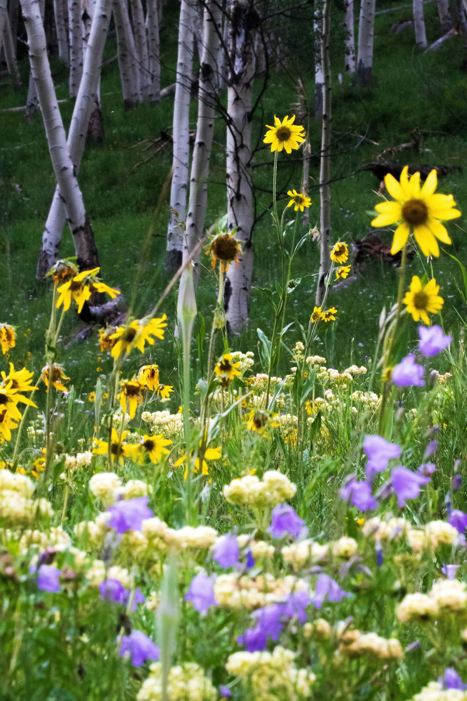Wildflowers and sunflowers blooming among white birch trees in a mountain meadow.
