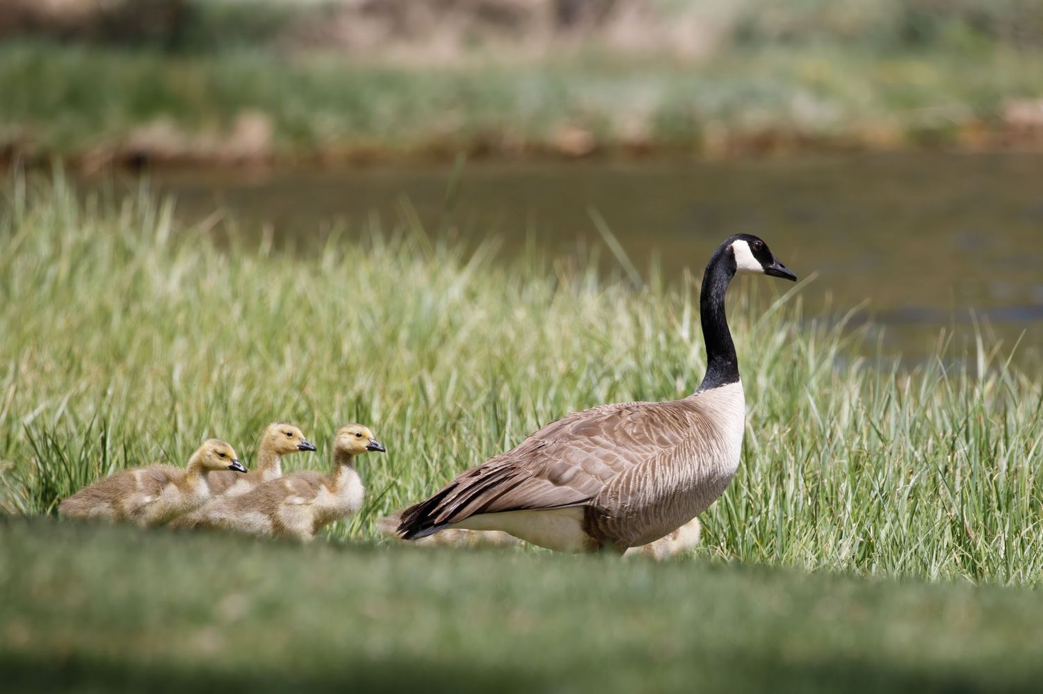 Canada goose walks with goslings through tall grass in a natural setting.
