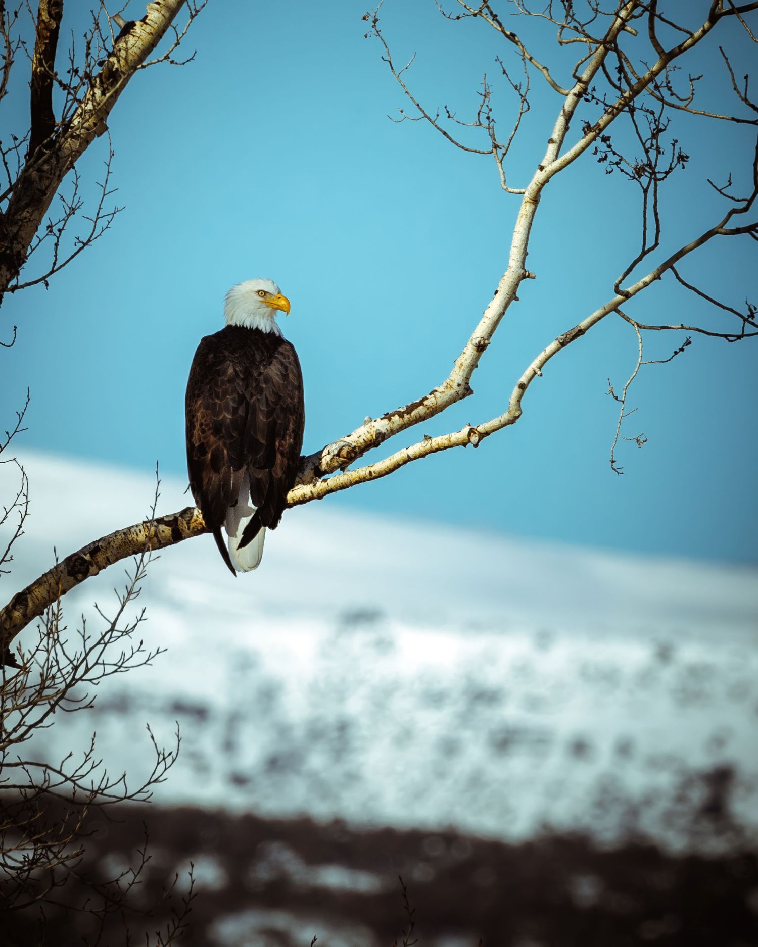 Bald eagle perched on bare tree branch against bright blue sky.