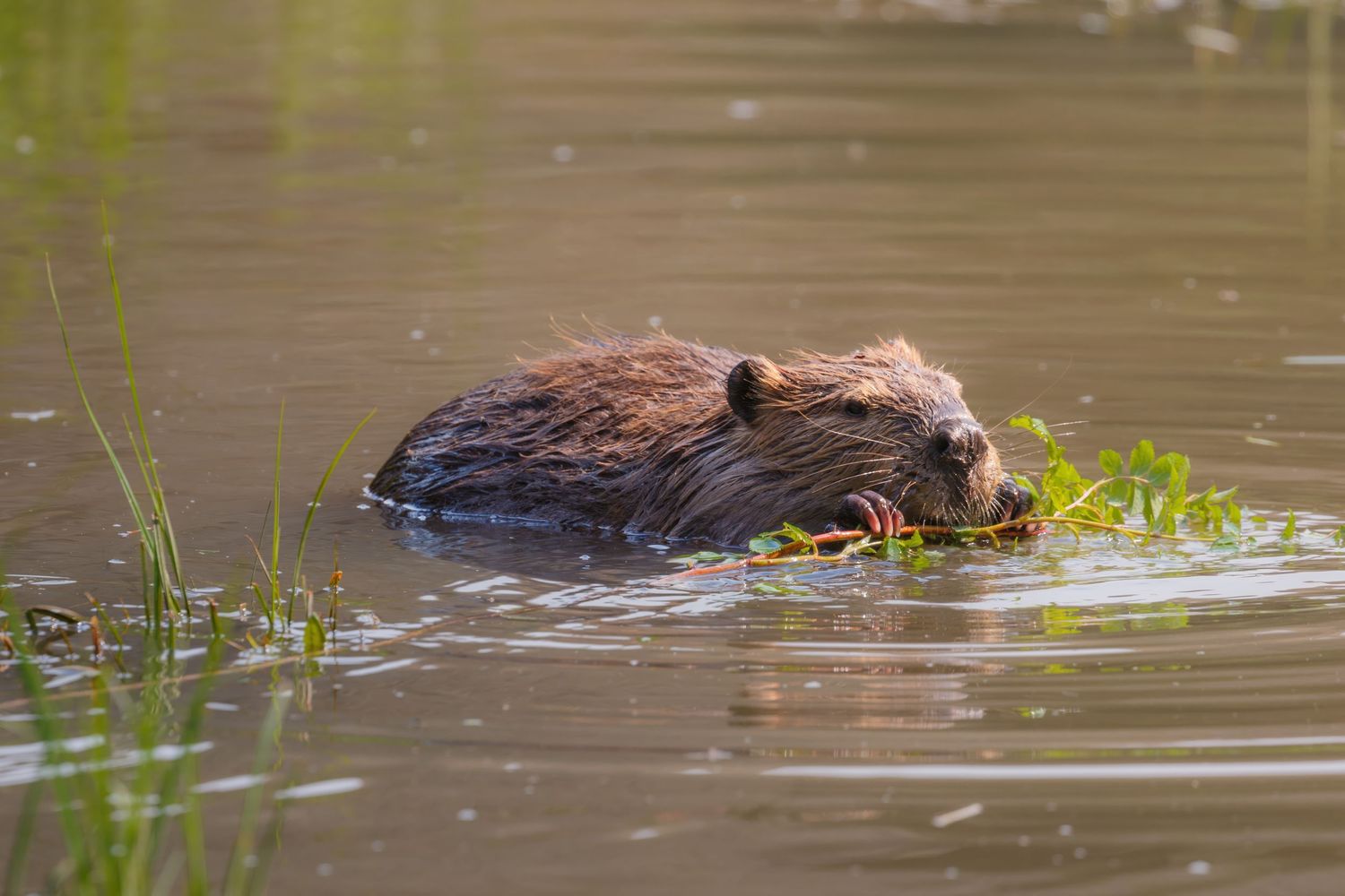 A moose wades through shallow brown water surrounded by aquatic vegetation.
