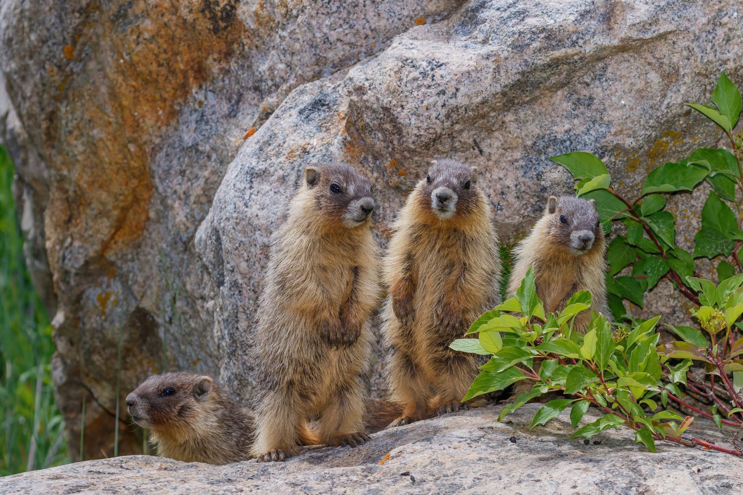 Family of marmots gathered on a rocky outcrop in the mountains.