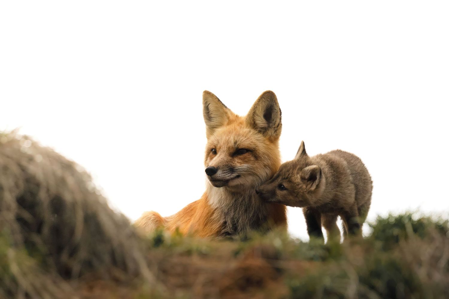 Red foxes interacting on a grassy slope at dusk.