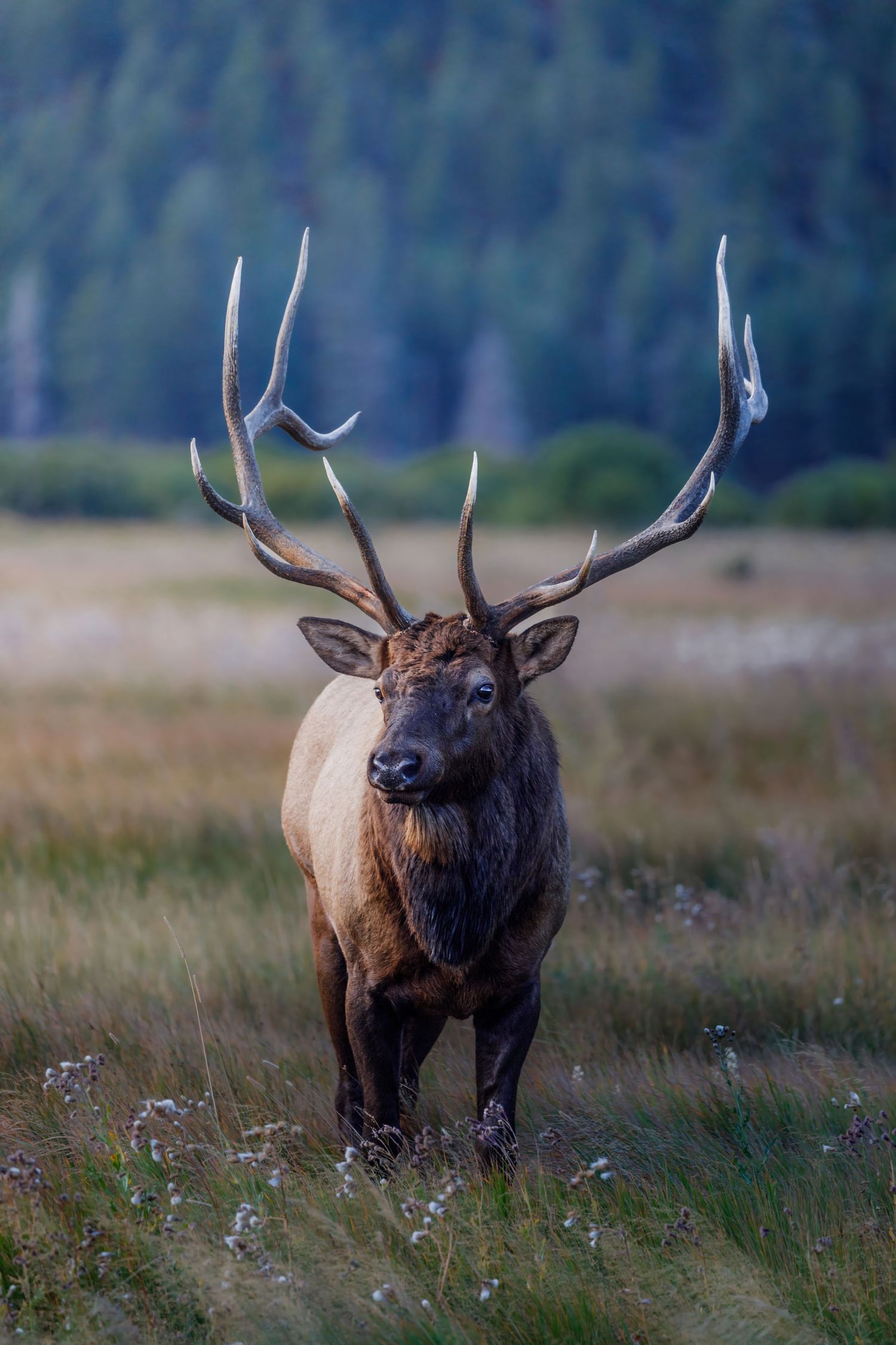 Bull elk with impressive antlers stands alert in misty mountain meadow.