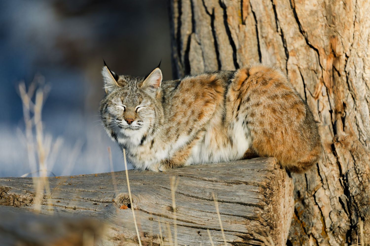 Spotted wild cat relaxing by a large tree trunk in natural habitat.